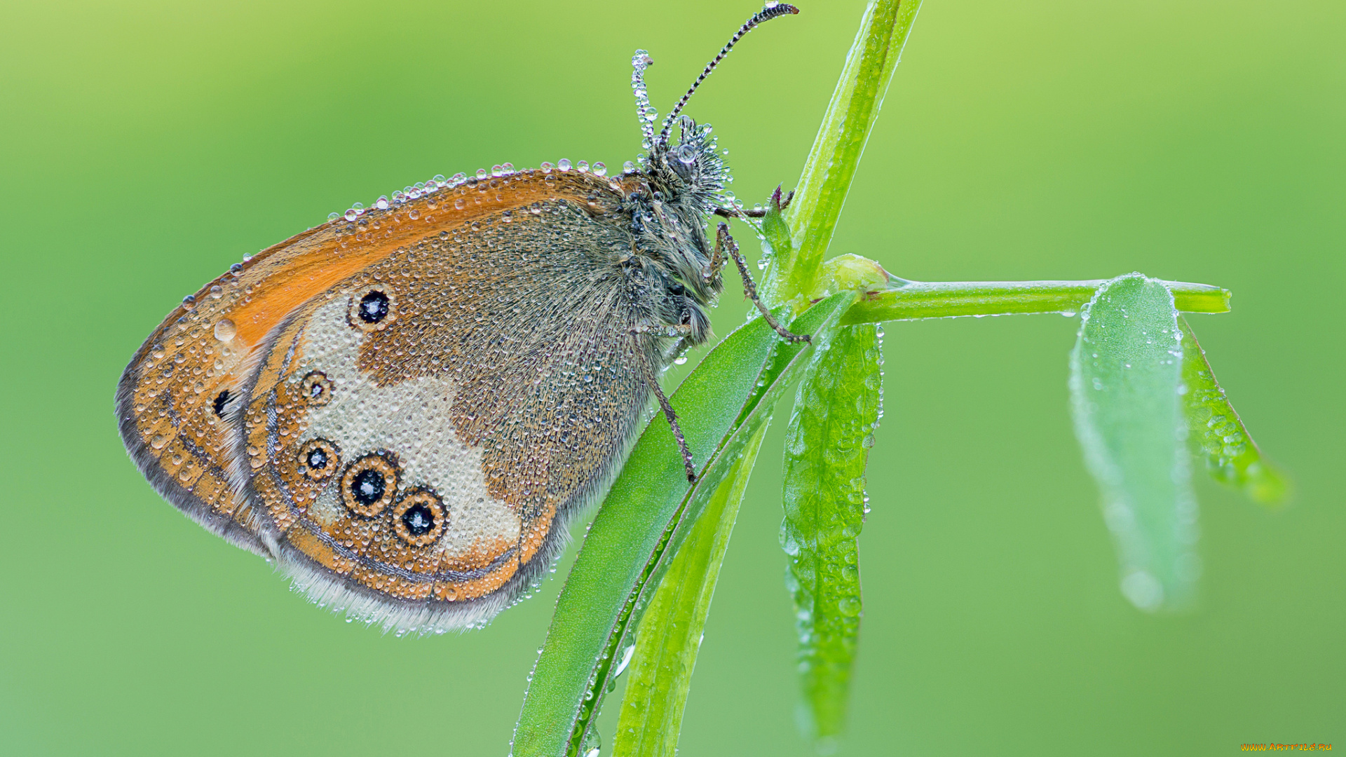 животные, бабочки, макро, зелёный, фон, утро, насекомое, бабочка, крылья, усики, роса, капли