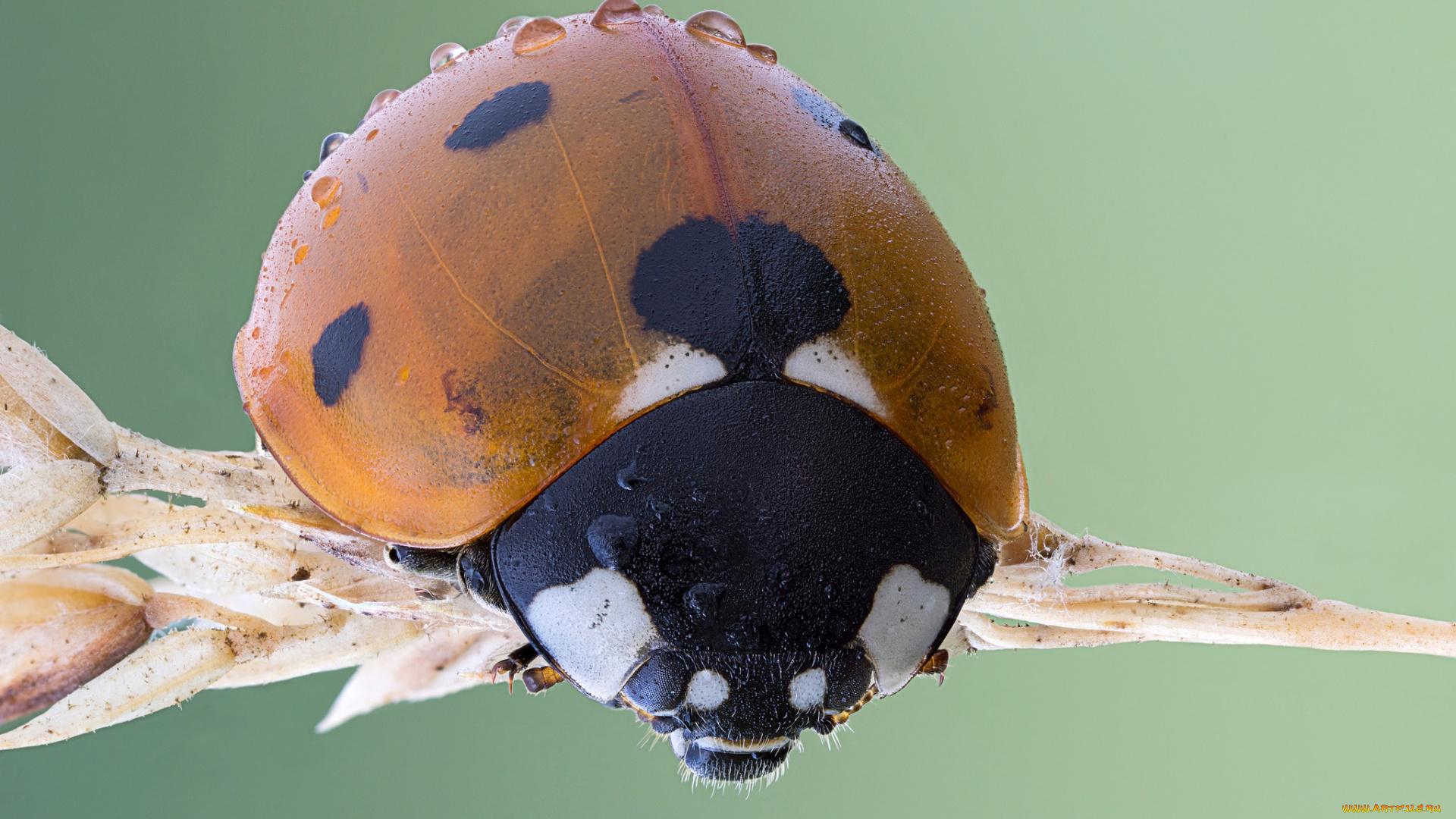 животные, божьи, коровки, травинка, божья, коровка, макро