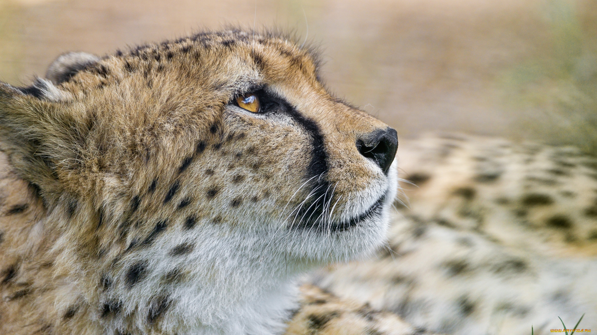 животные, гепарды, профиль, морда, хищник