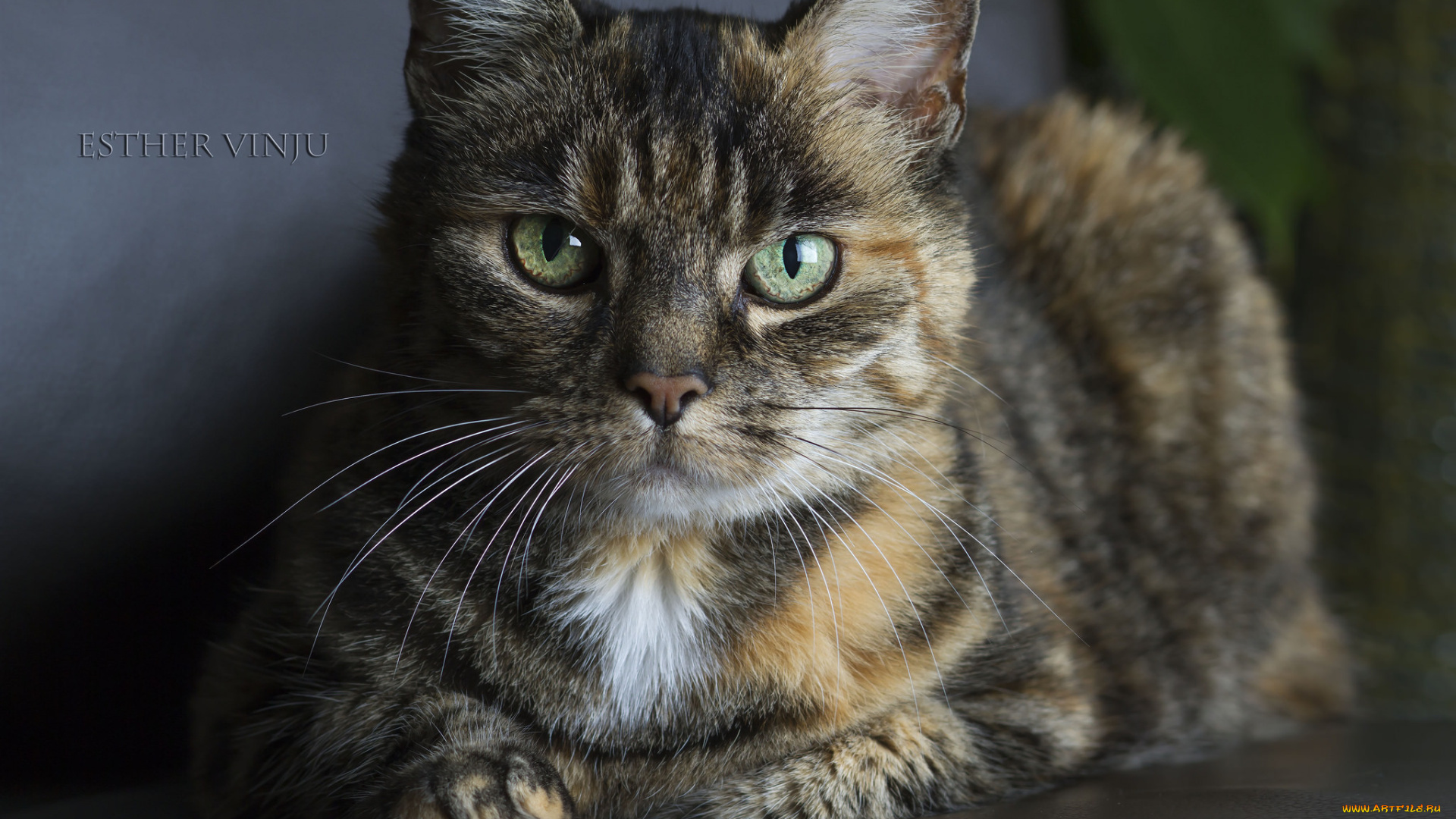 животные, коты, киса, кошка, коте, взгляд, усы, ушки, зелёные, глаза, трёхцветная