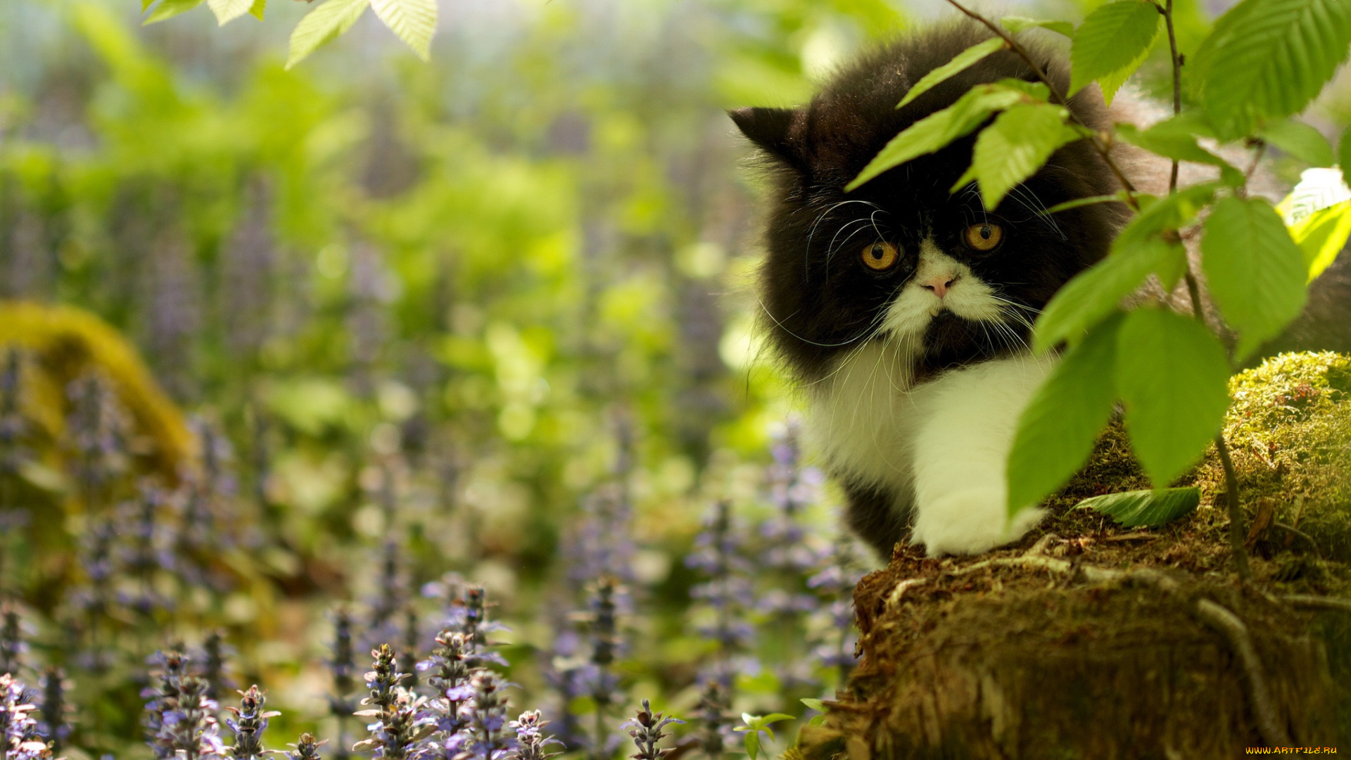 животные, коты, трава, цветы, ветки, пень, мох, кот, взгляд