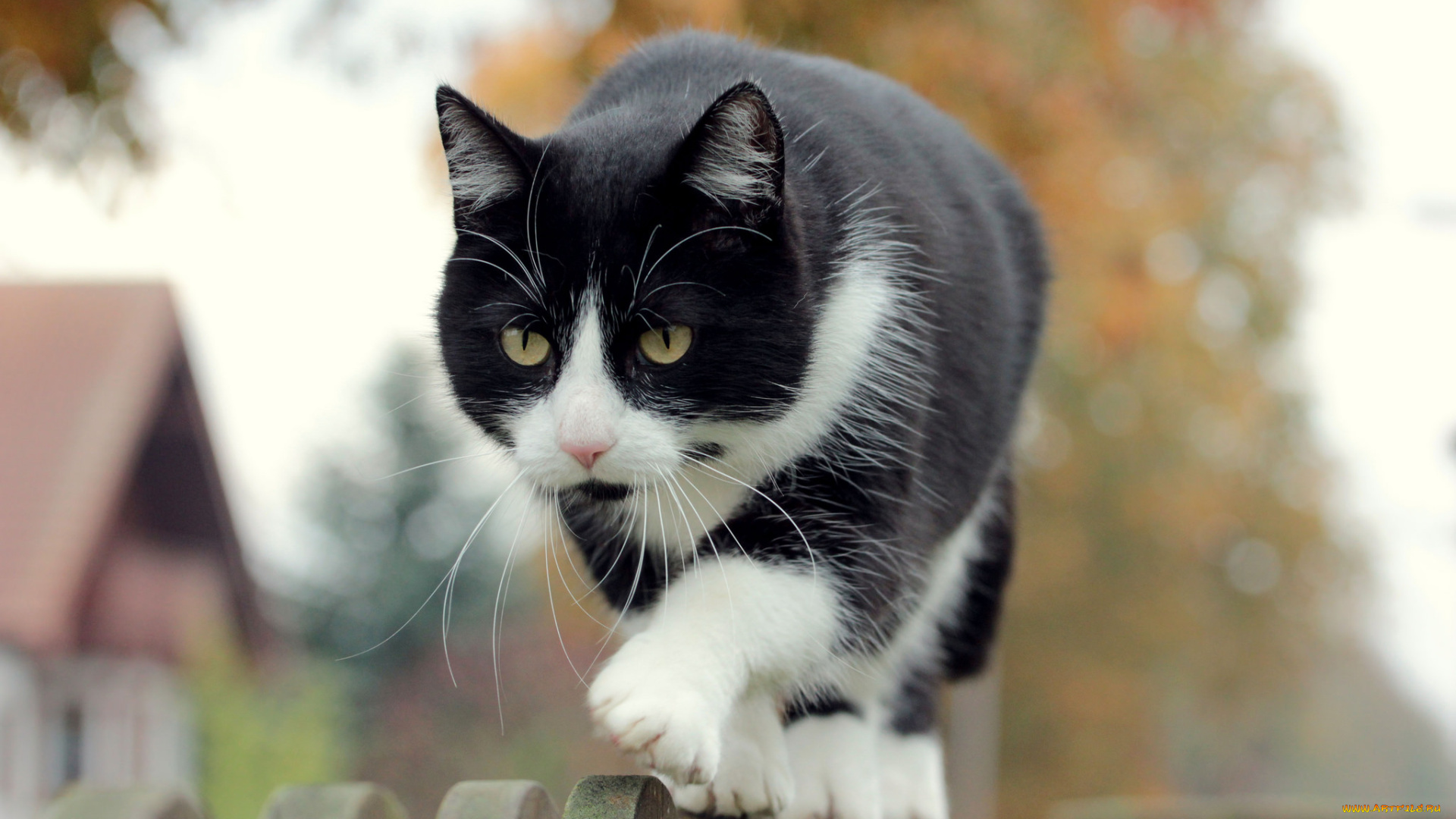 животные, коты, вгляд, кот, забор