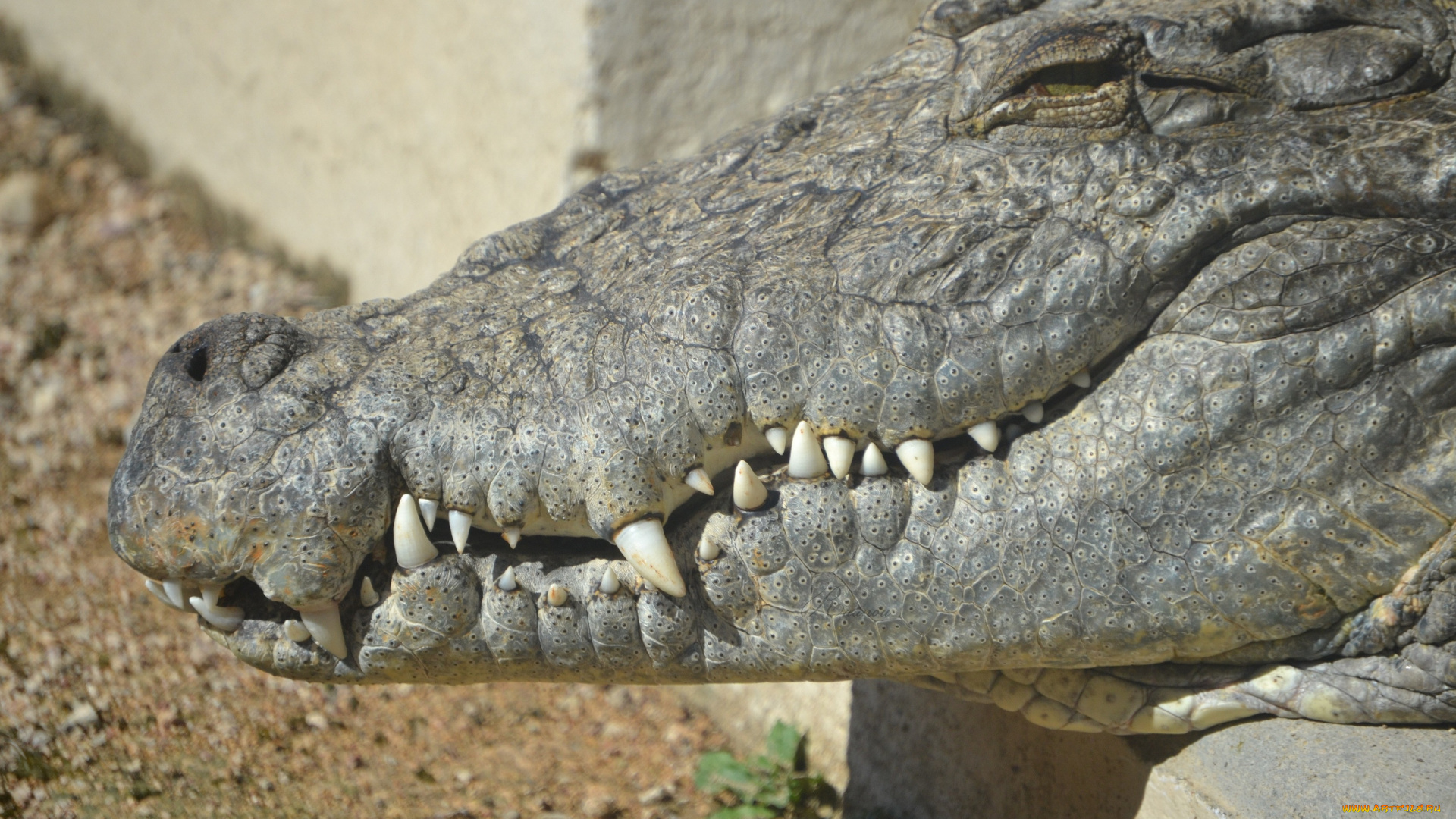 животные, крокодилы, хищник, челюсти, отдых