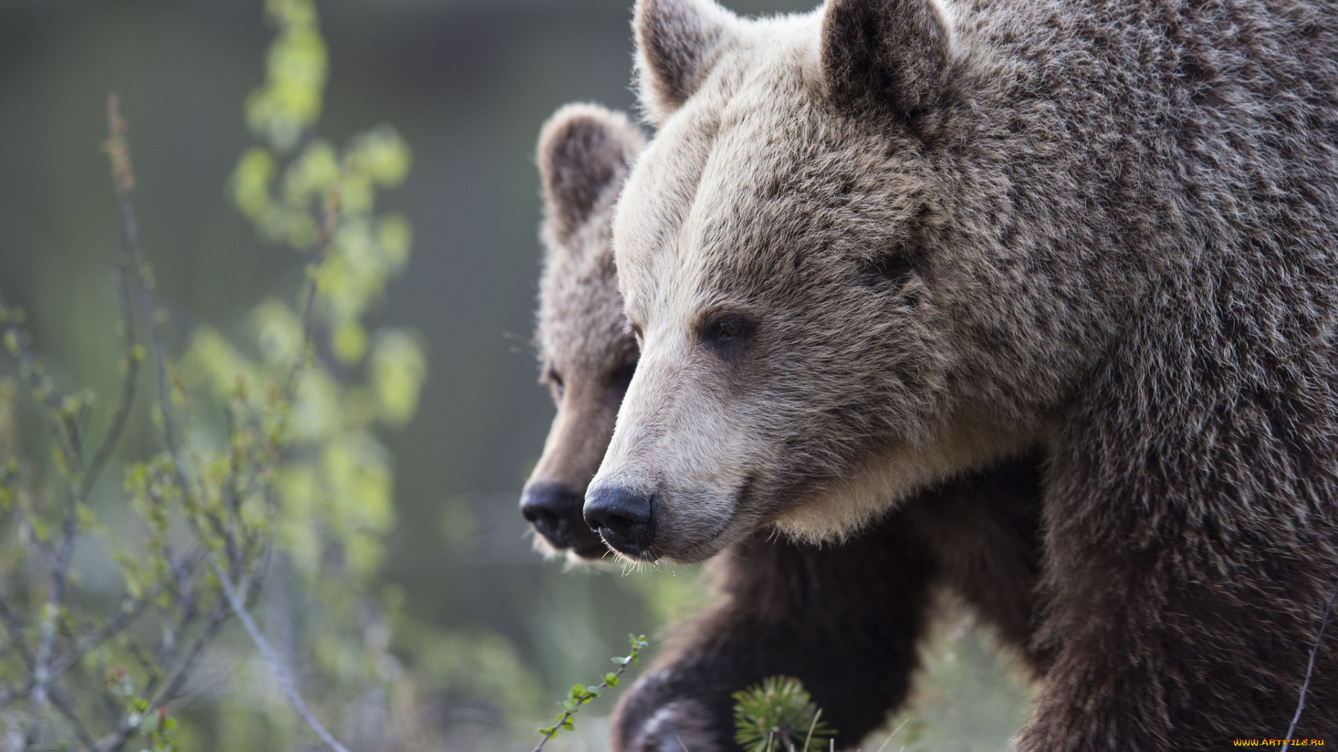 животные, медведи, лес, трава, природа