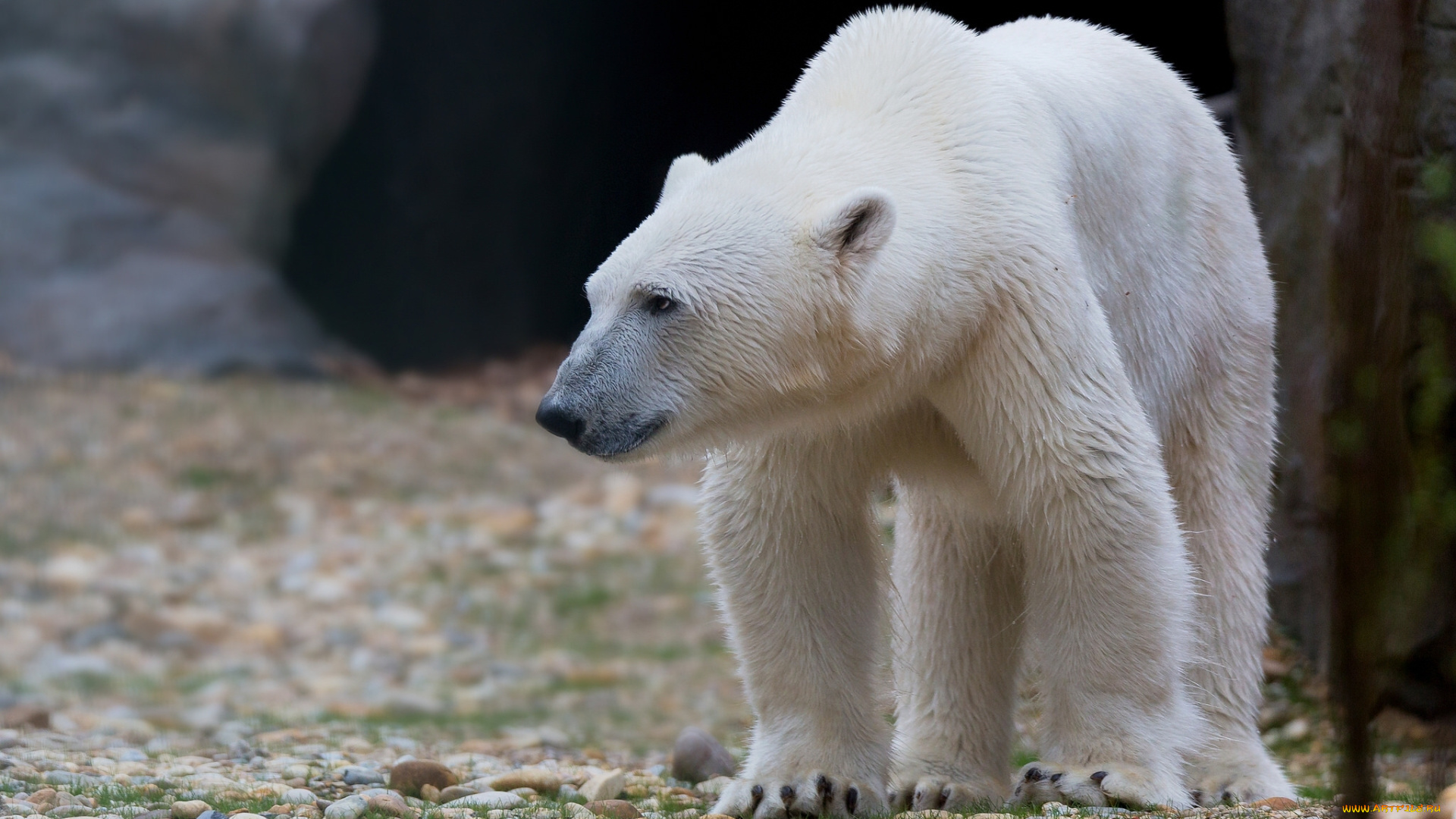 животные, медведи, медведь, камни, белый