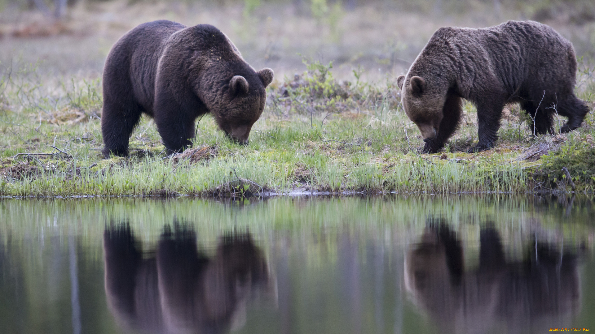 животные, медведи, трава, отражение, деревья, озеро, лес