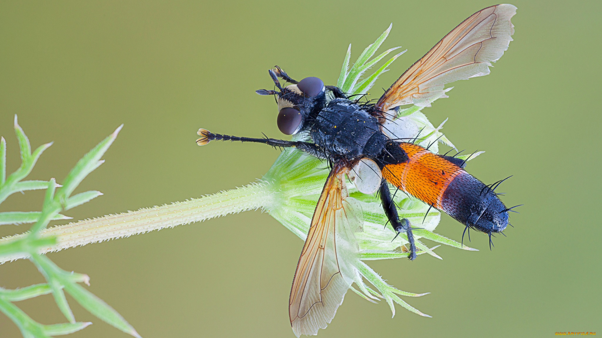 животные, насекомые, макро, травинка, насекомое, фон