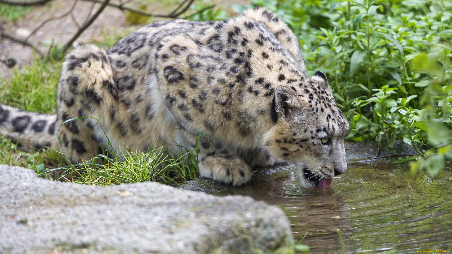 животные, снежный, барс, , ирбис, кошка, пятна, мех, зелень, язык, водопой, водоем