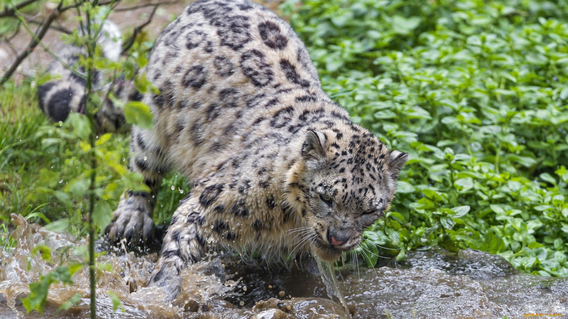 животные, снежный, барс, , ирбис, недовольный, гримаса, морда, зелень, брызги, водоем