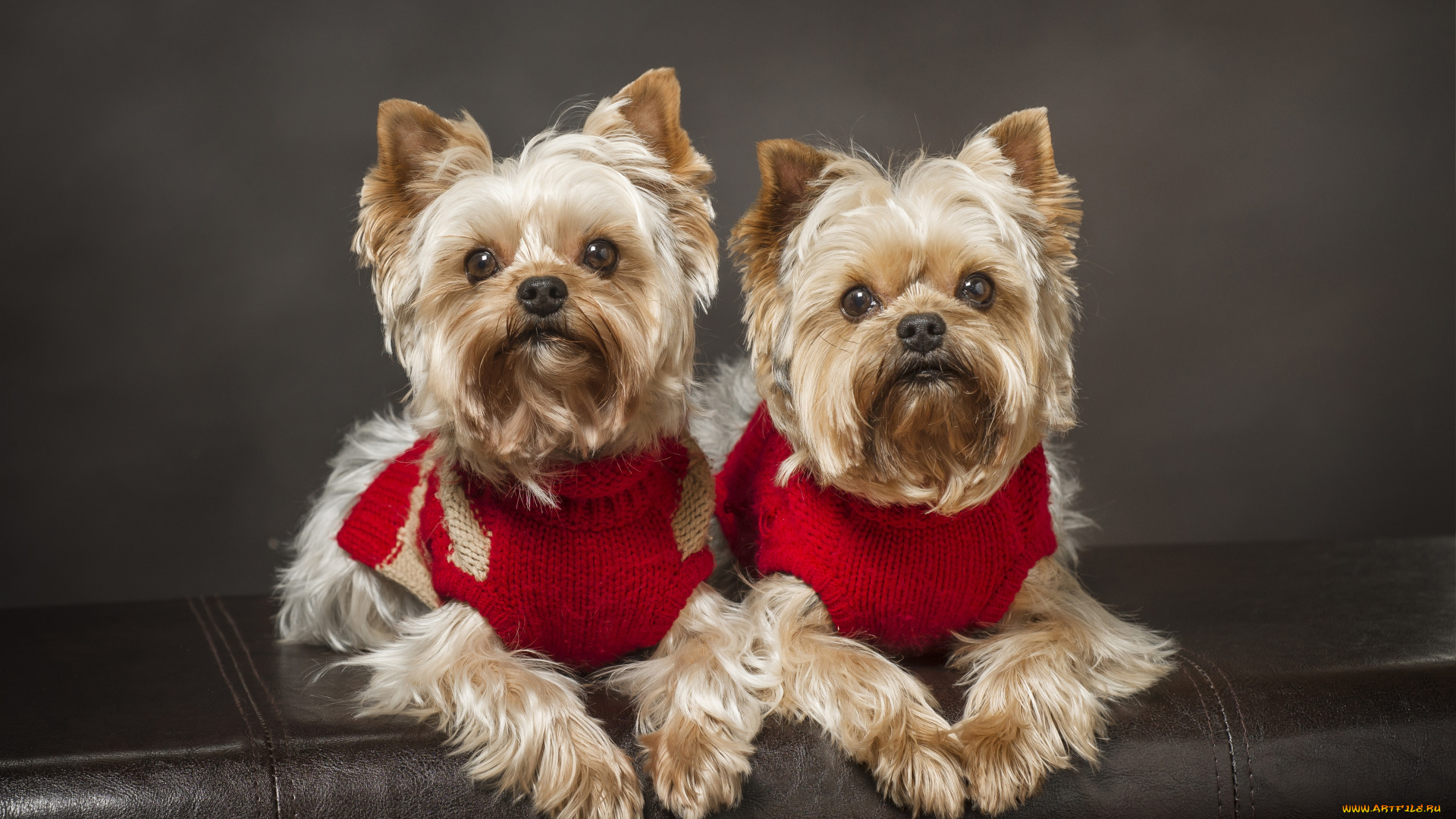 животные, собаки, парочка, двойняшки, йоркширский, терьер