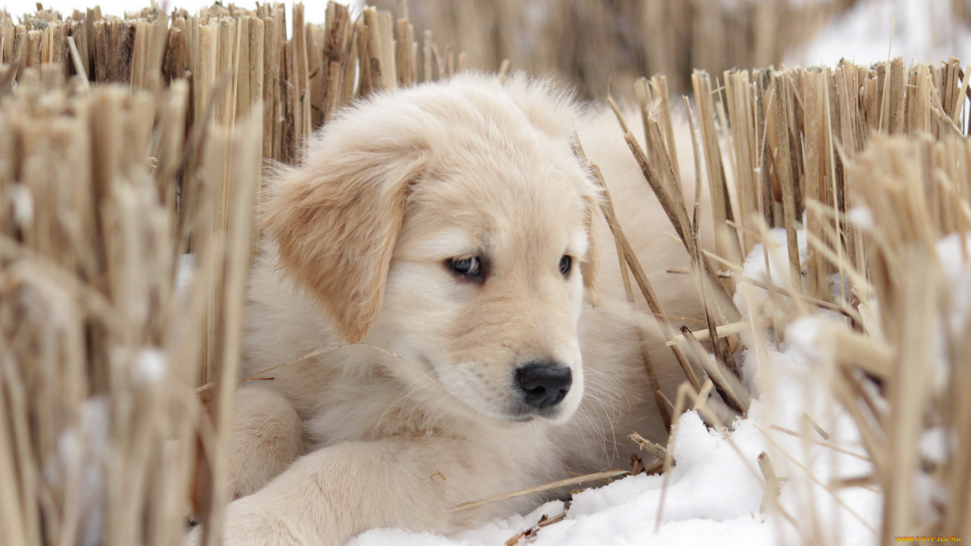 животные, собаки, взгляд, собака, щенок, друг