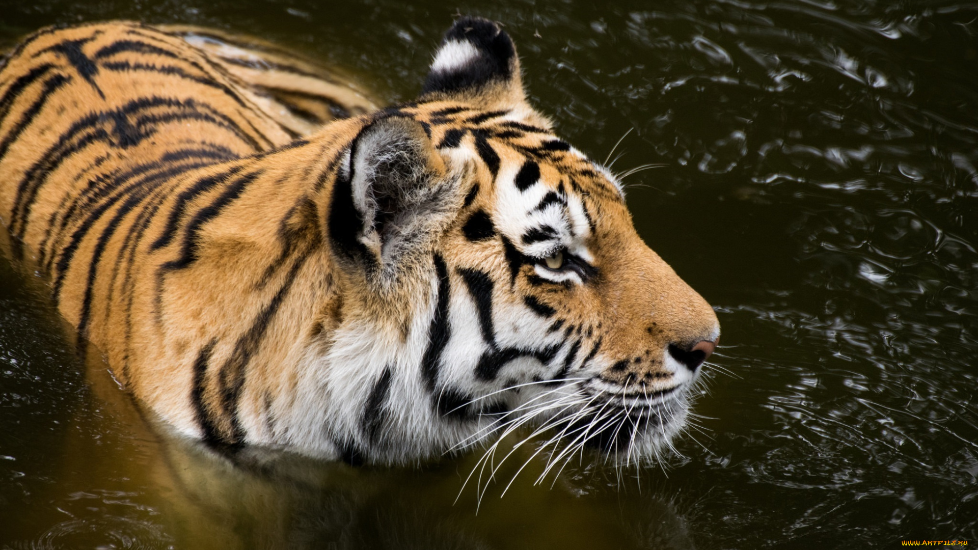 животные, тигры, купание, водоем, морда, кошка, амурский