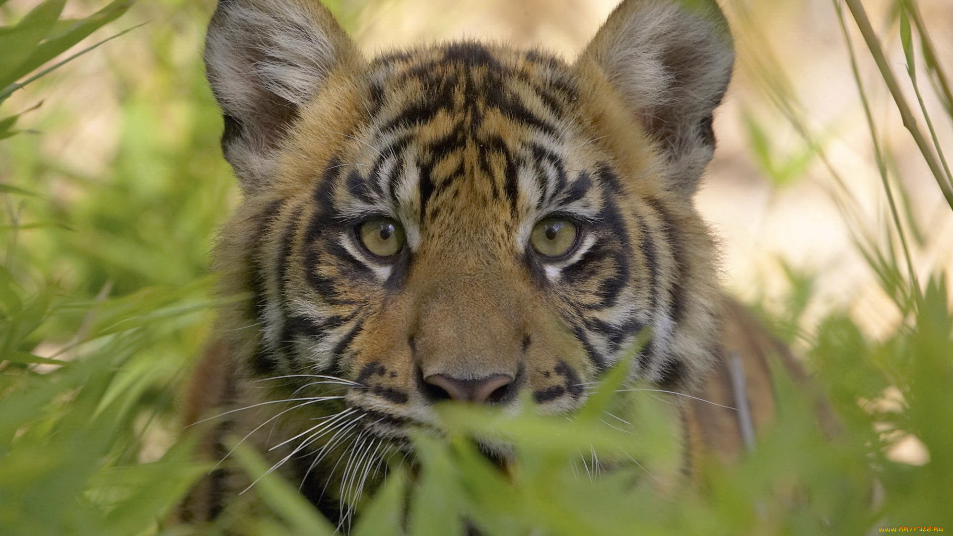 животные, тигры, кусты, взгляд, морда, глаза