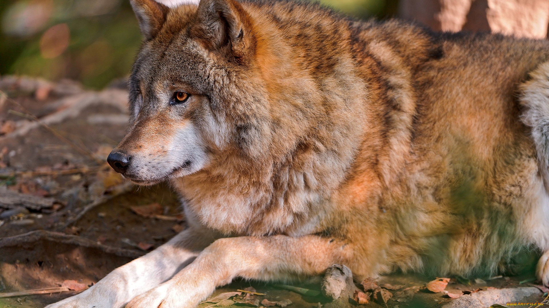 животные, волки, , койоты, , шакалы, взгляд