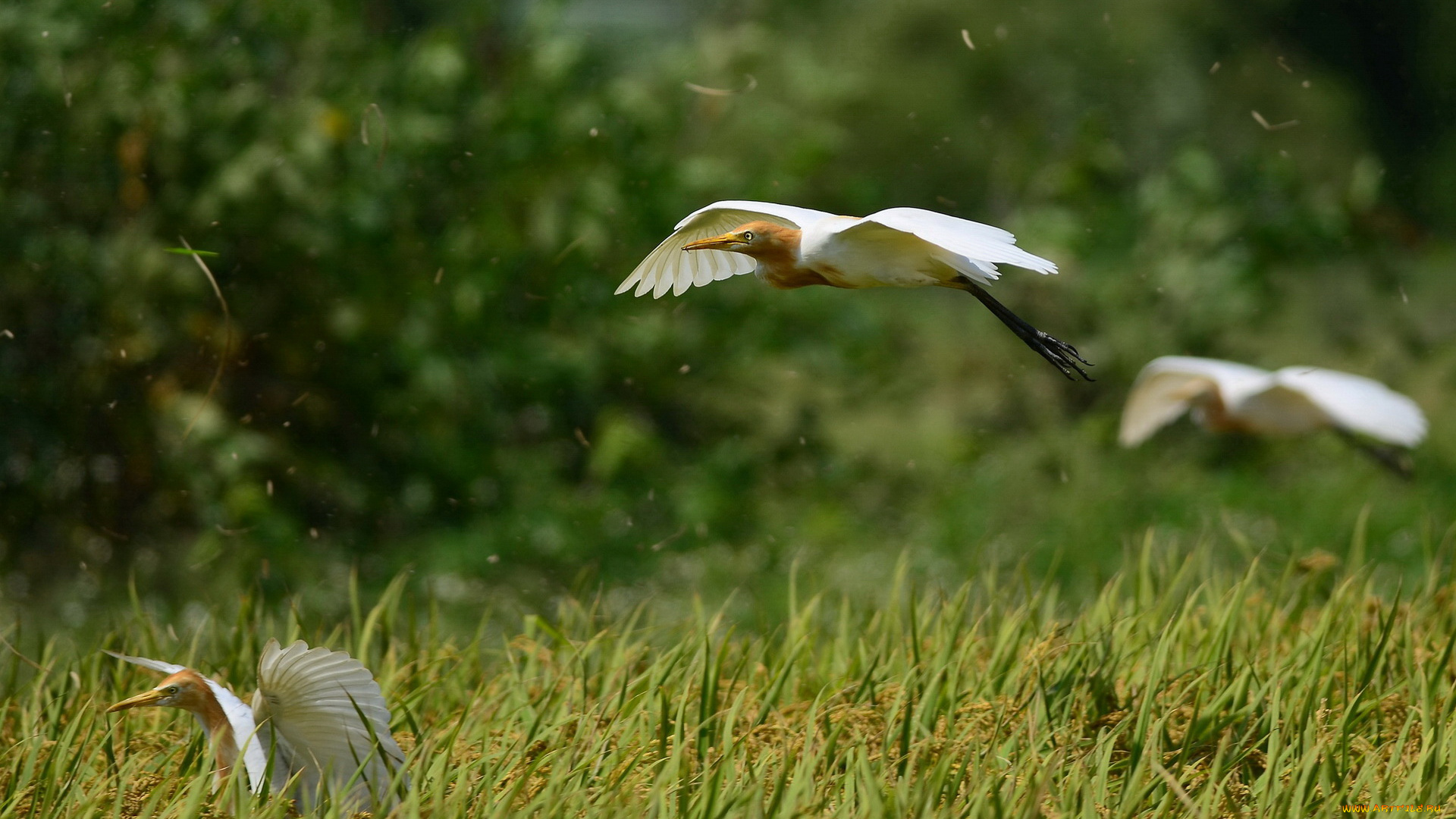 животные, журавли, полет