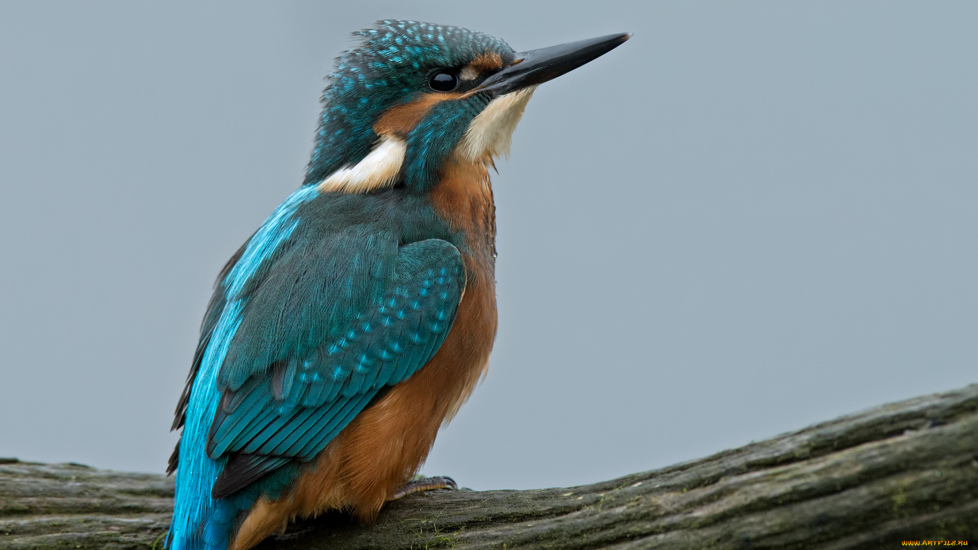 животные, зимородки, зимородок, клюв, птица