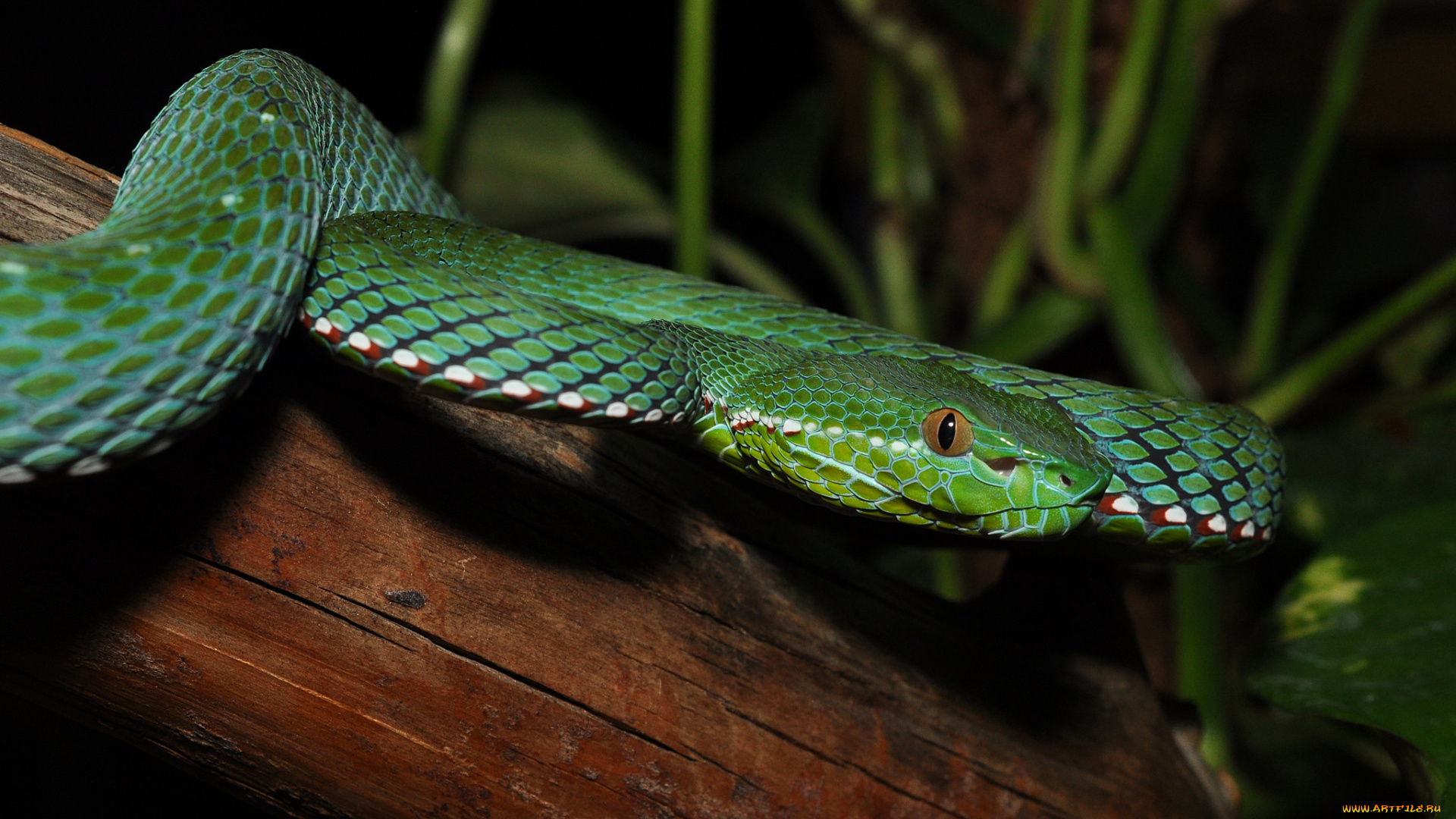 животные, змеи, , питоны, , кобры, змея, дерево