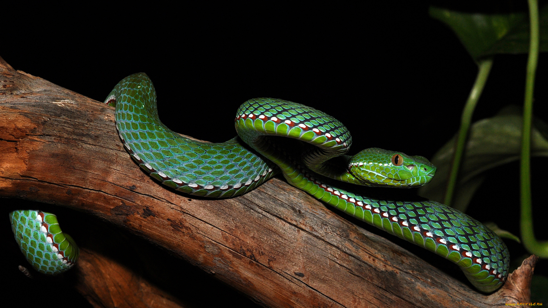 животные, змеи, , питоны, , кобры, змея, дерево