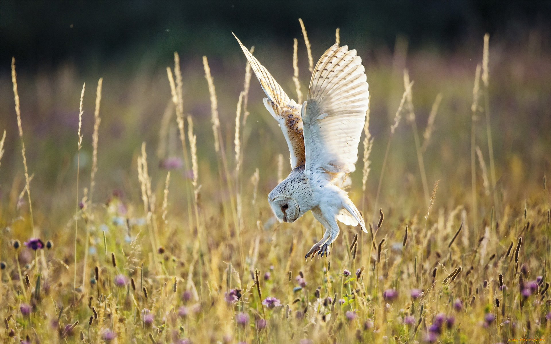 животные, совы, природа, лето, поле, сова