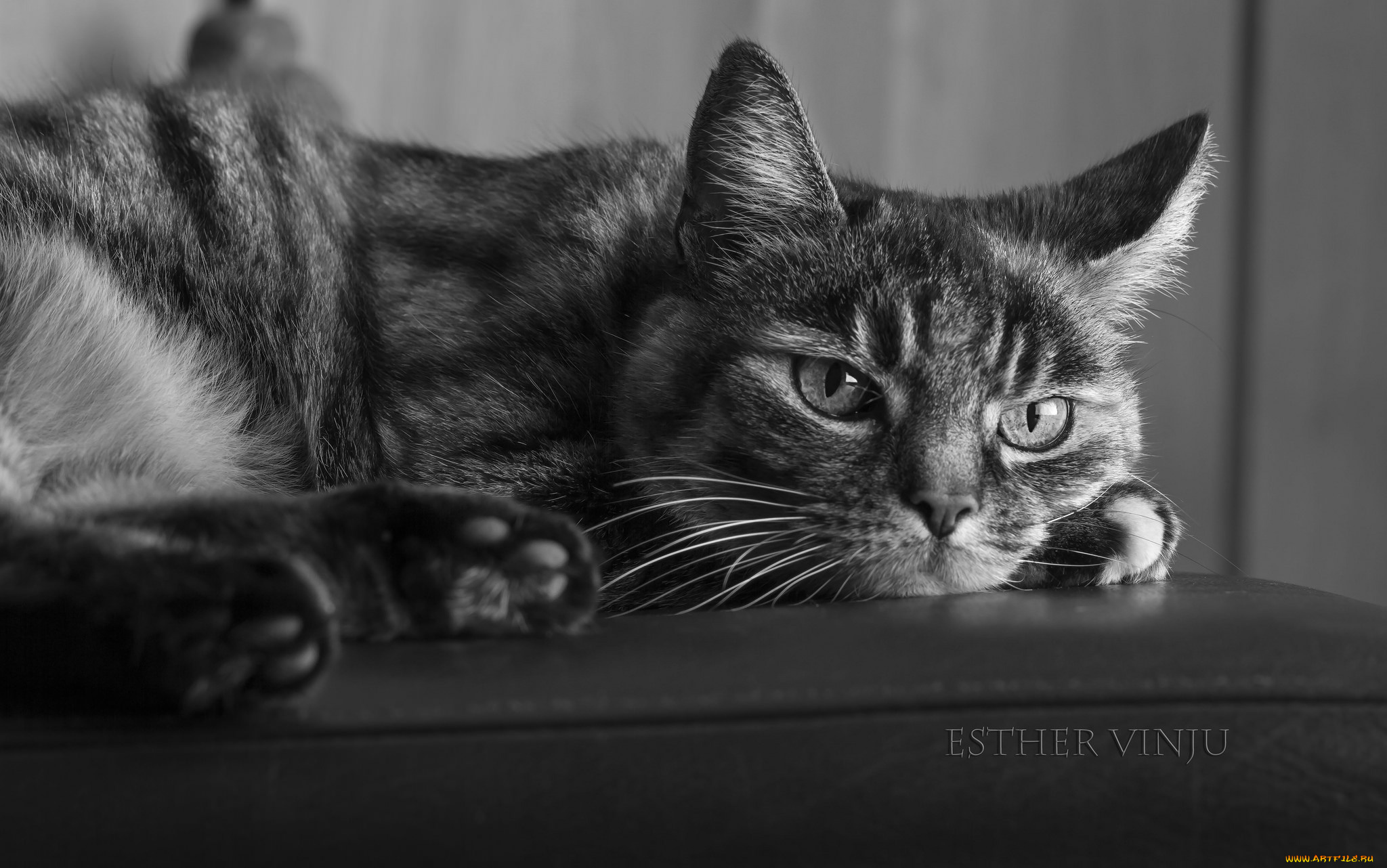 животные, коты, фото, взгляд, лежит, полосатый, чёрно-белое, кот