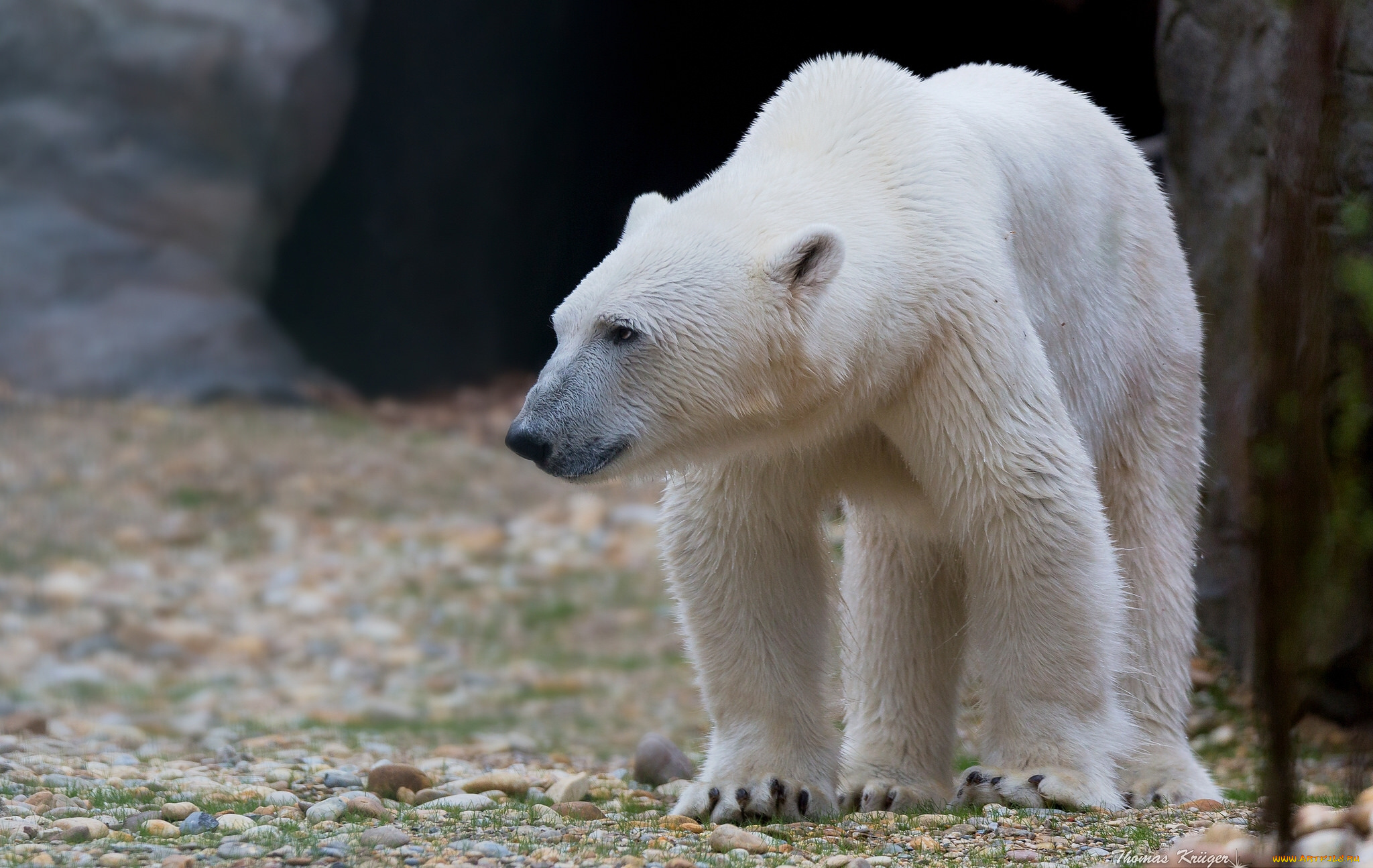 животные, медведи, медведь, камни, белый