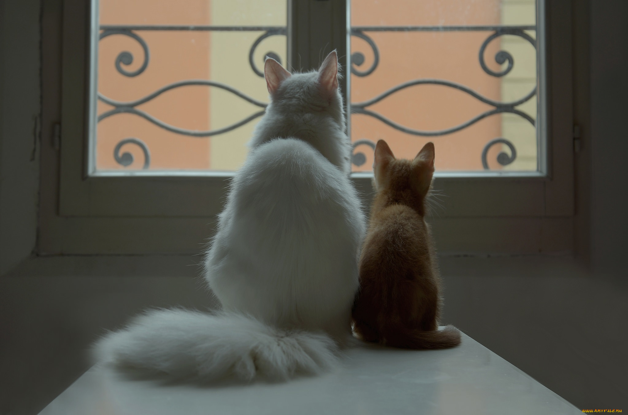 животные, коты, узор, окно, белый, рыжий