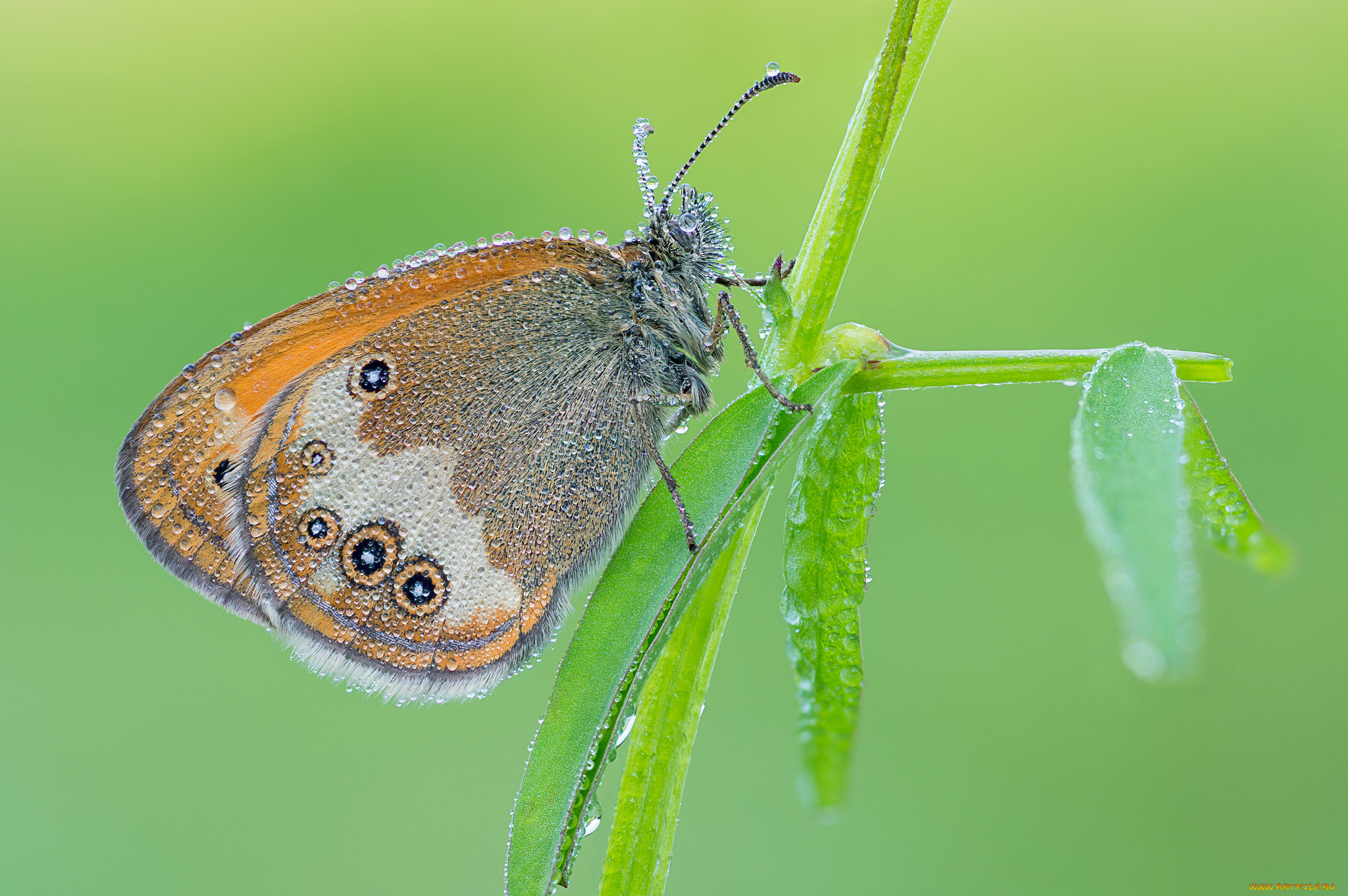 животные, бабочки, макро, зелёный, фон, утро, насекомое, бабочка, крылья, усики, роса, капли