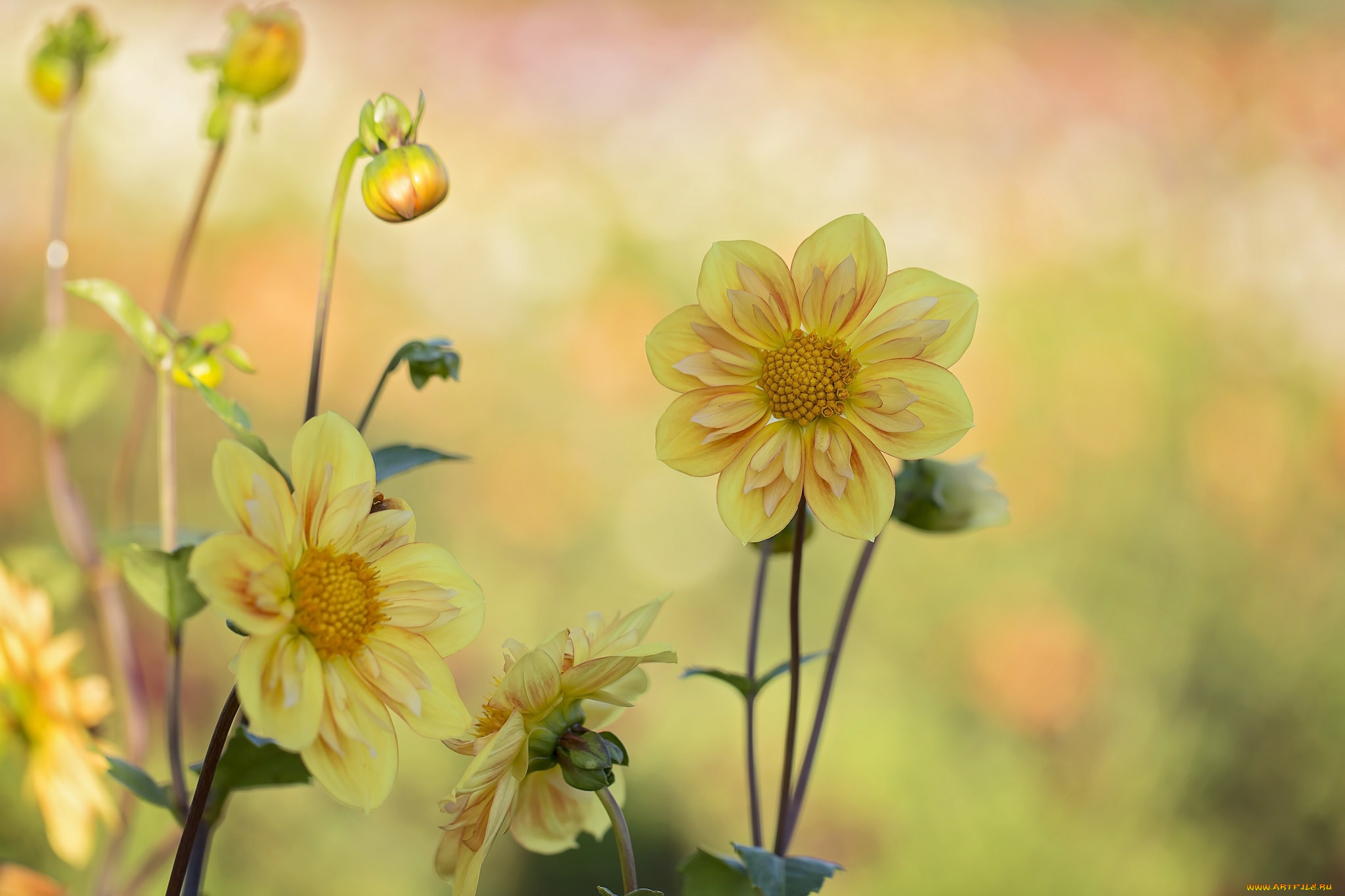 цветы, георгины, лепестки, бутоны, цветение, георгин