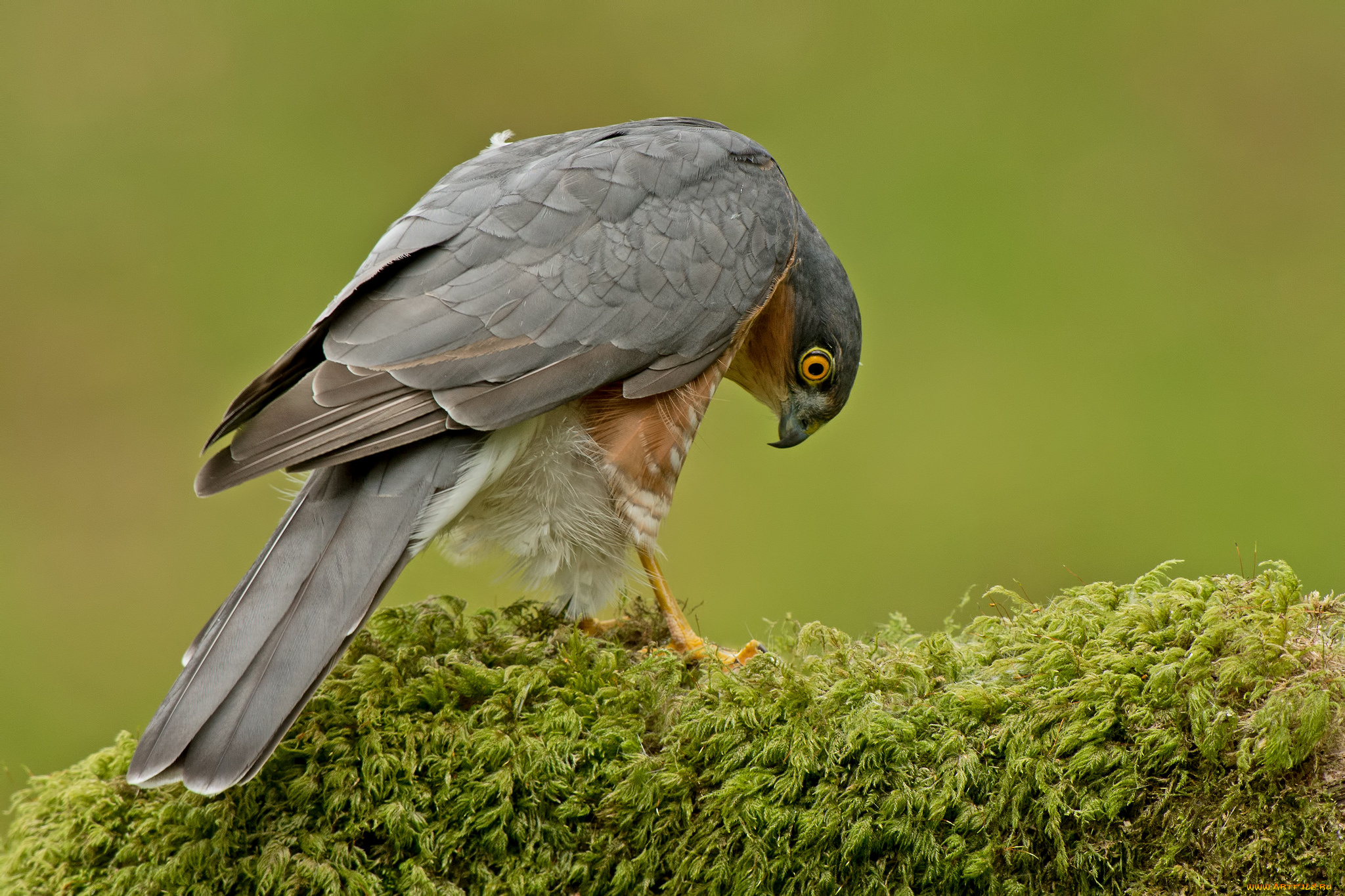 животные, птицы, -, хищники, птица, мох, зелёный, фон, хищник