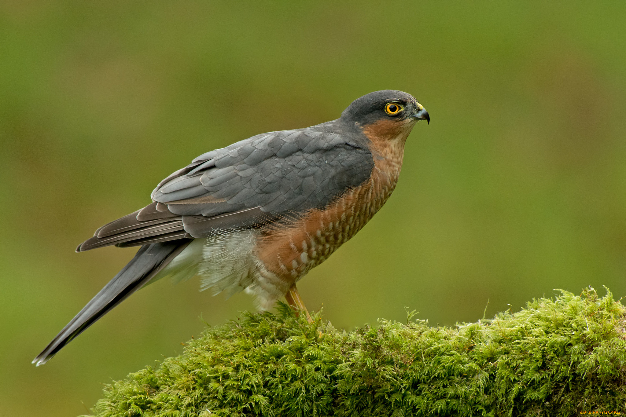 животные, птицы, -, хищники, птица, мох, зелёный, фон, хищник