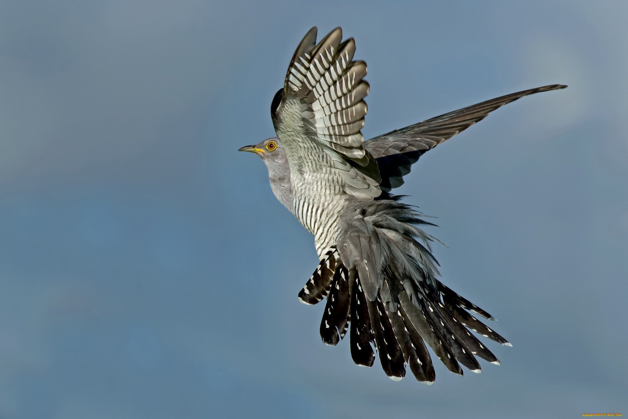 животные, птицы, небо, крылья, полёт, птица