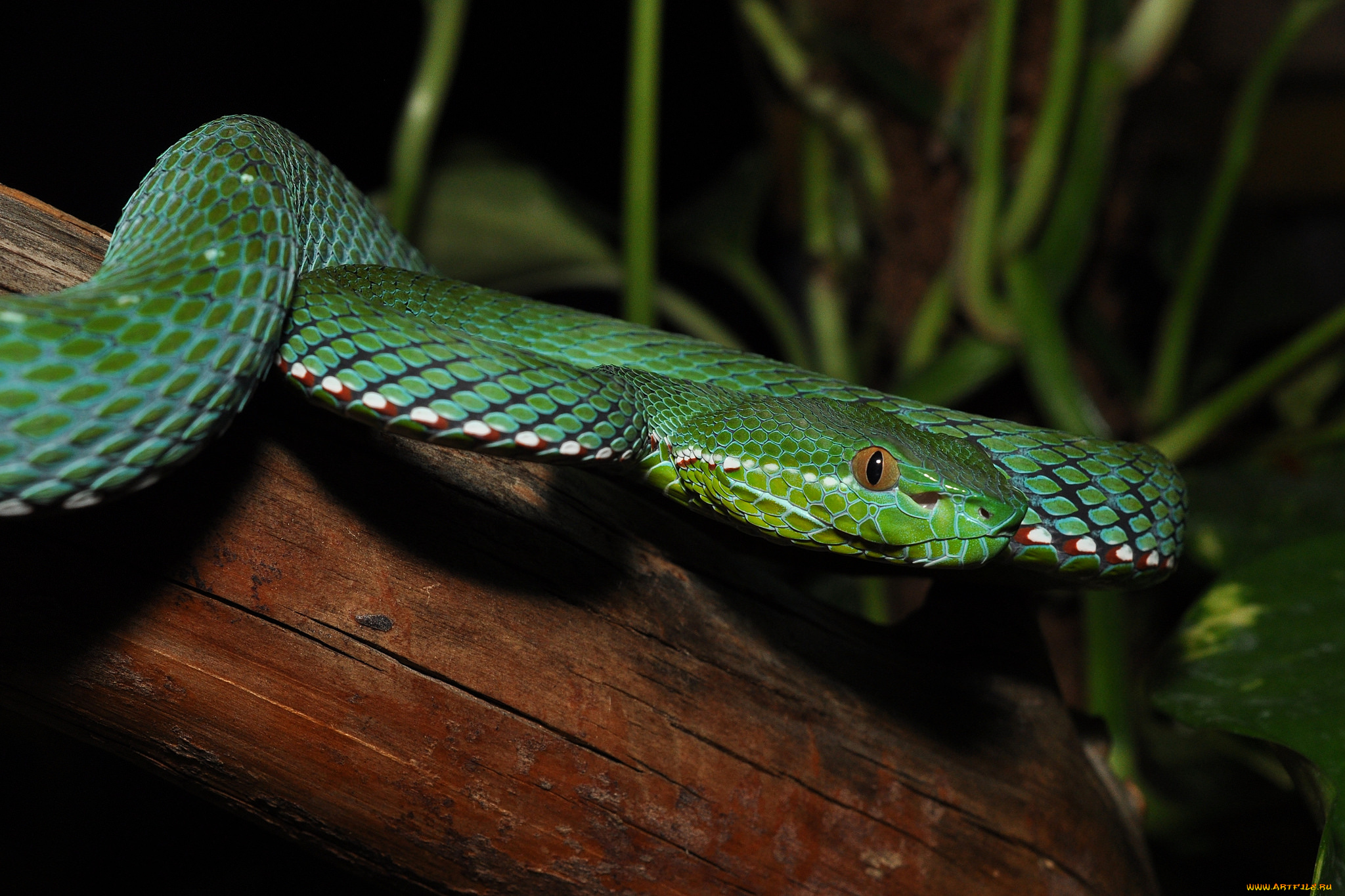 животные, змеи, , питоны, , кобры, змея, дерево