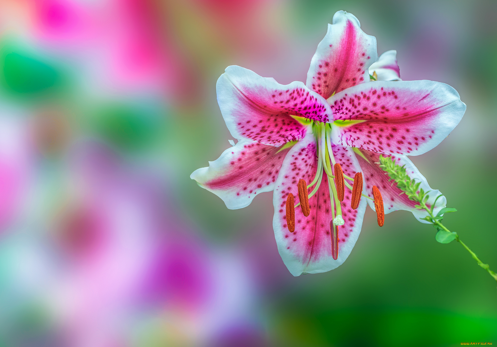 цветы, лилии, , лилейники, petals, bloom, lily, лепестки, цветение