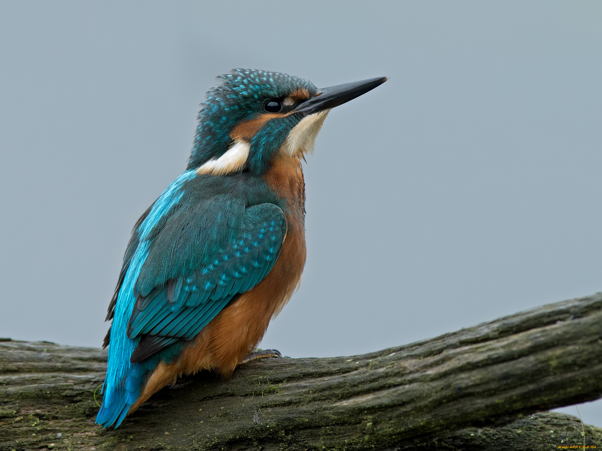 животные, зимородки, зимородок, клюв, птица