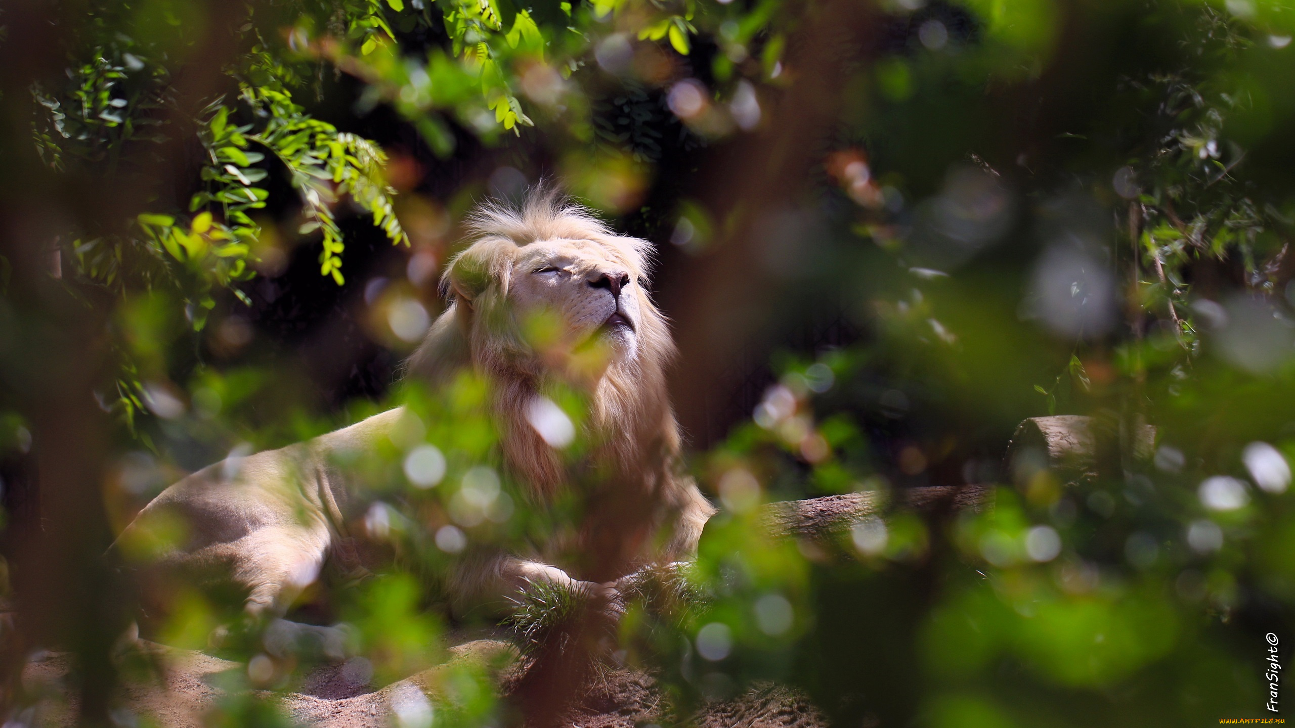 животные, львы, морда, свет, заросли, грива, белый