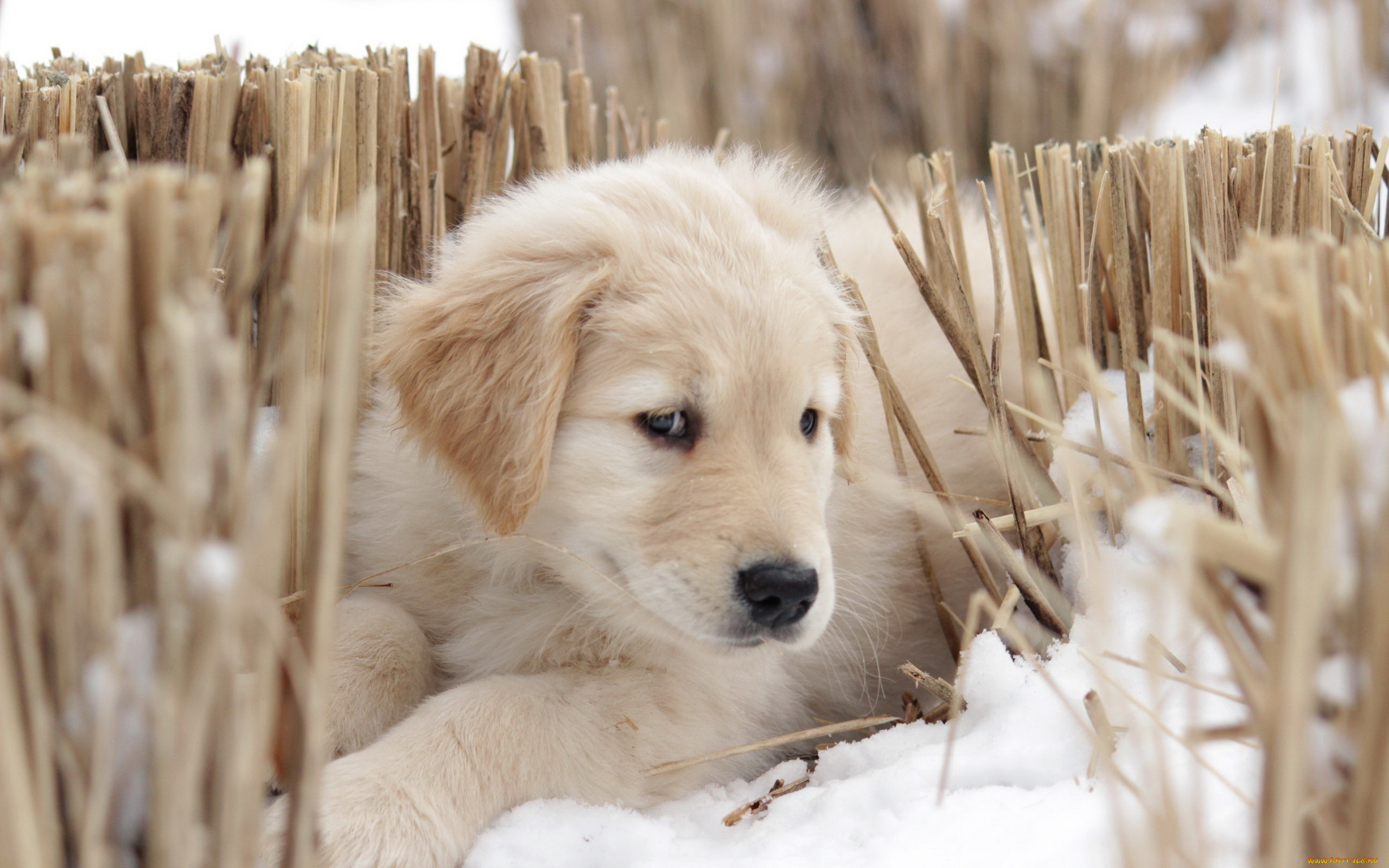 животные, собаки, взгляд, собака, щенок, друг