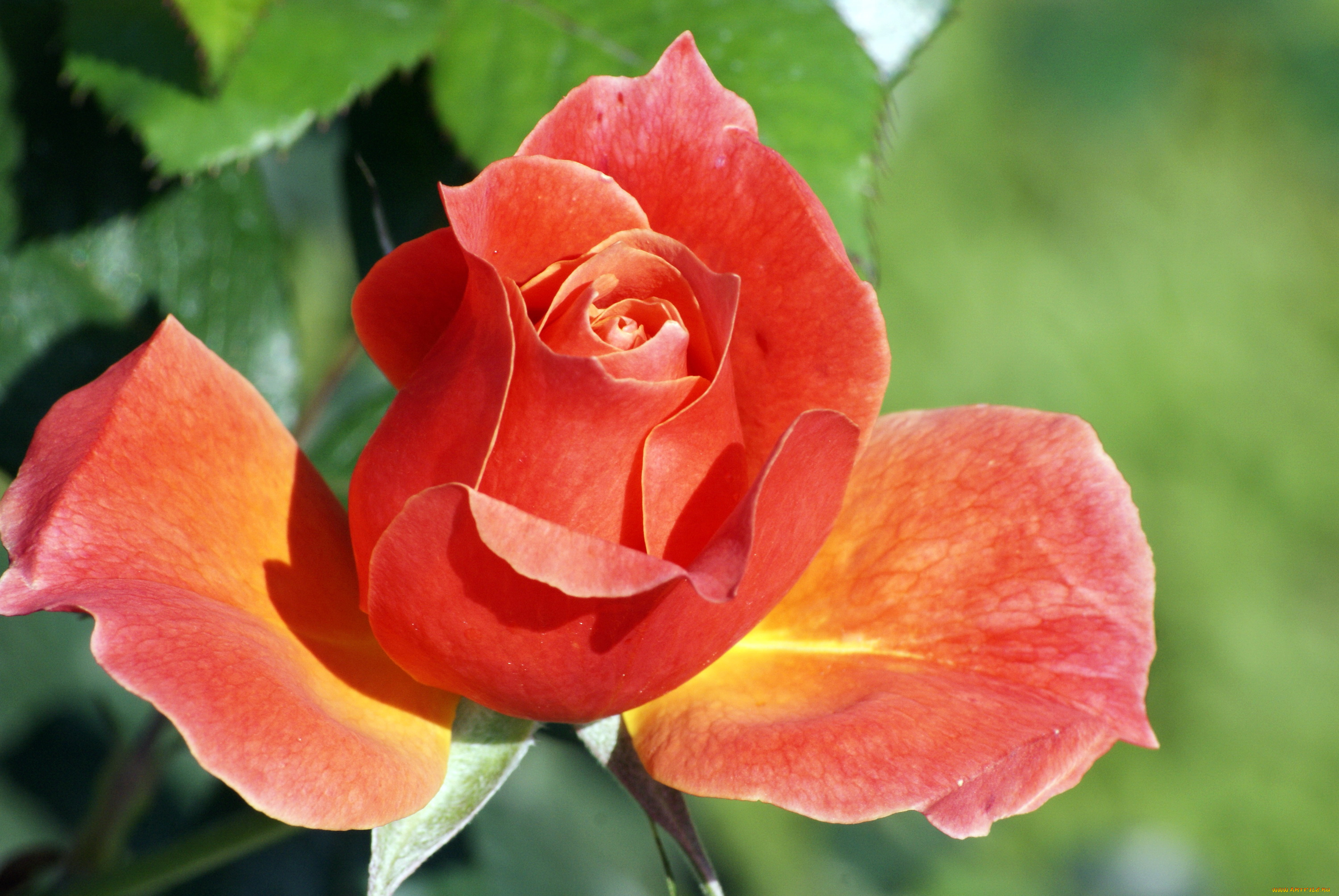 цветы, розы, розовая, роза