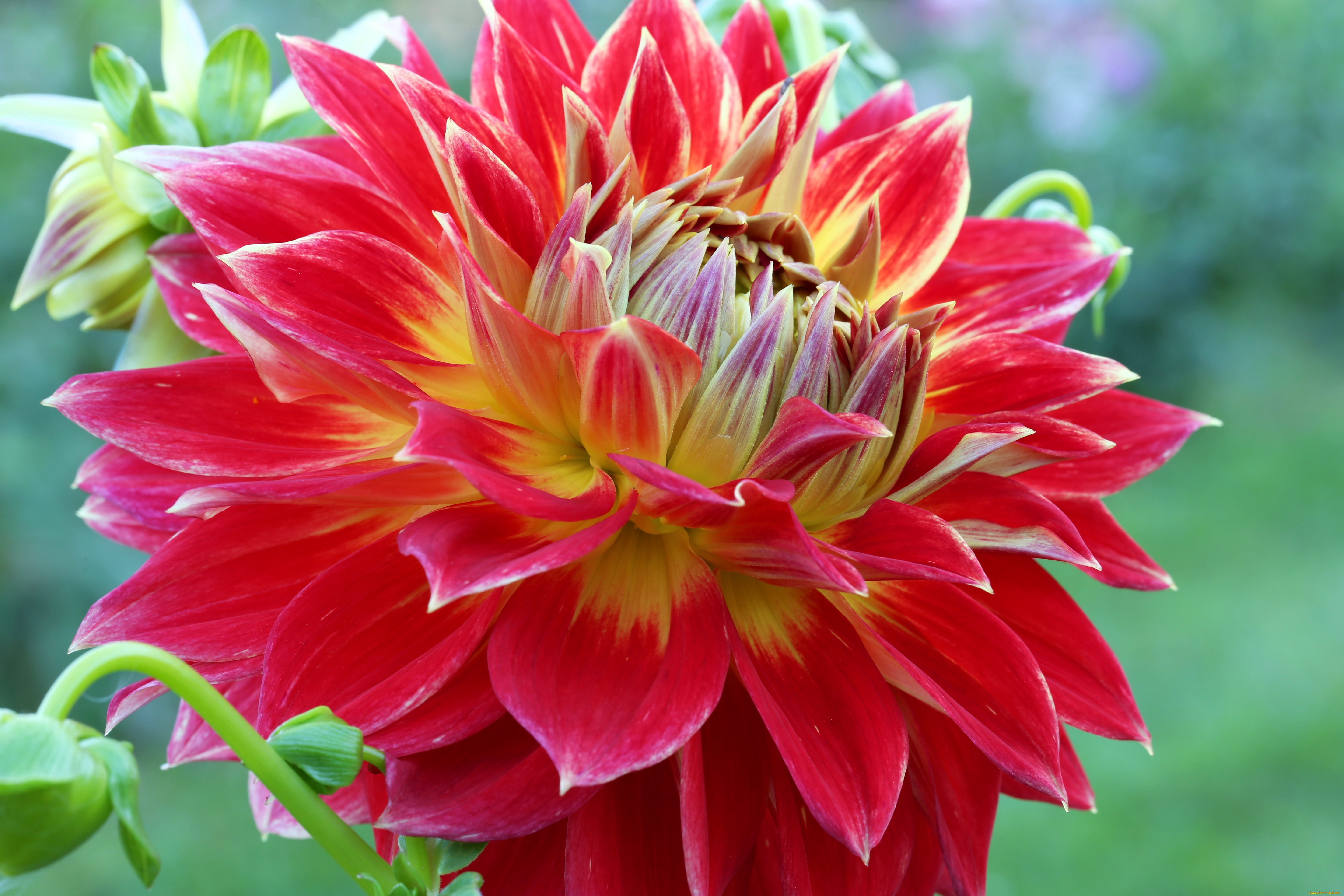 цветы, георгины, лепестки, бутоны, цветение, георгин