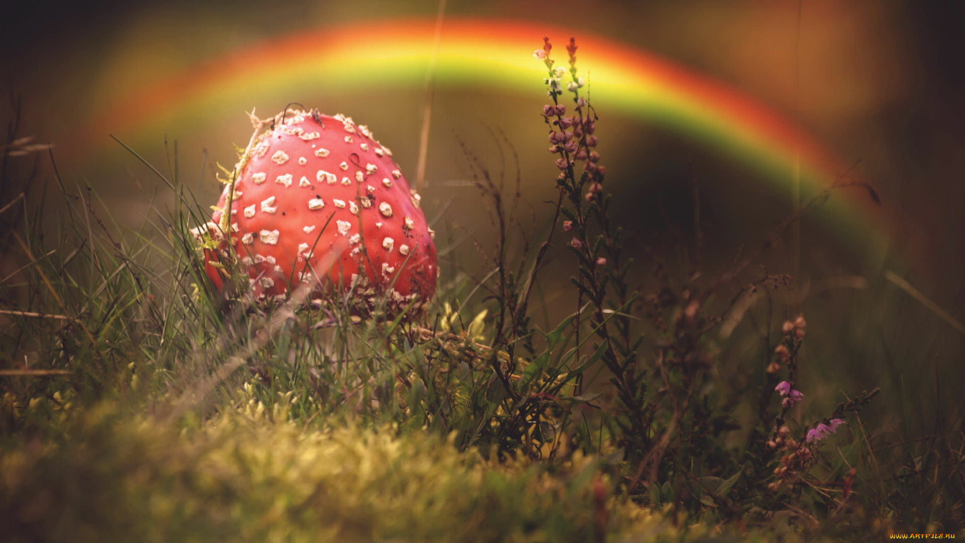 природа, грибы, , мухомор, гриб, осень