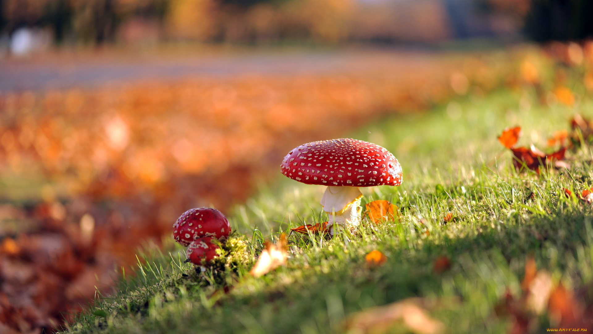 природа, грибы, , мухомор, осень