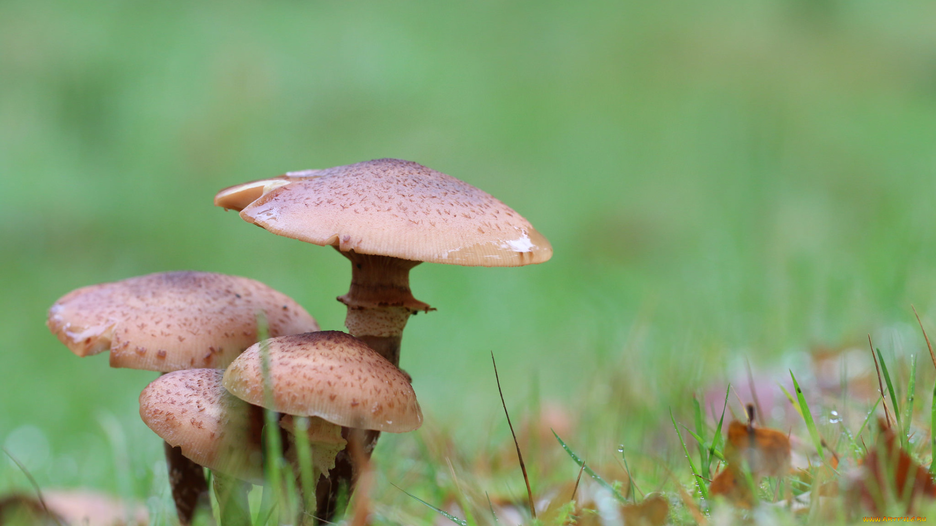 природа, грибы, опята