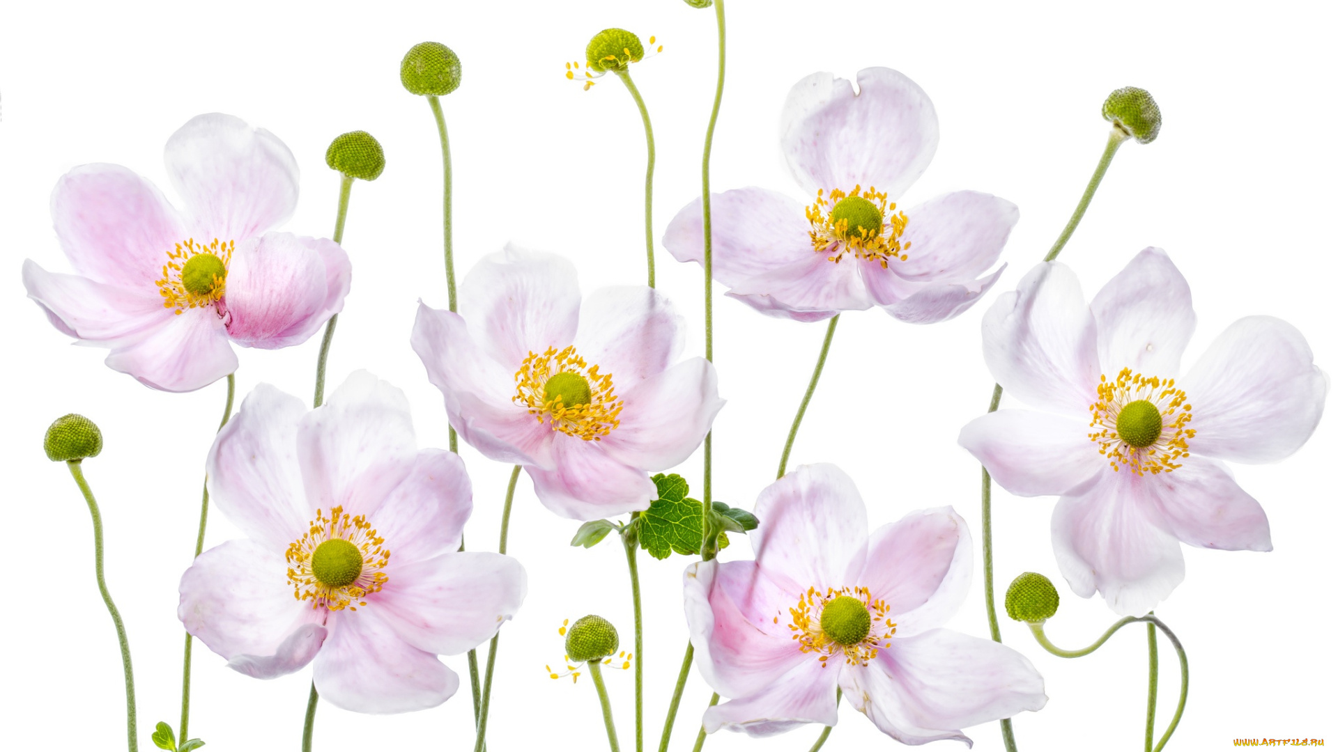 цветы, анемоны, , сон-трава, макро, анемон, розовый