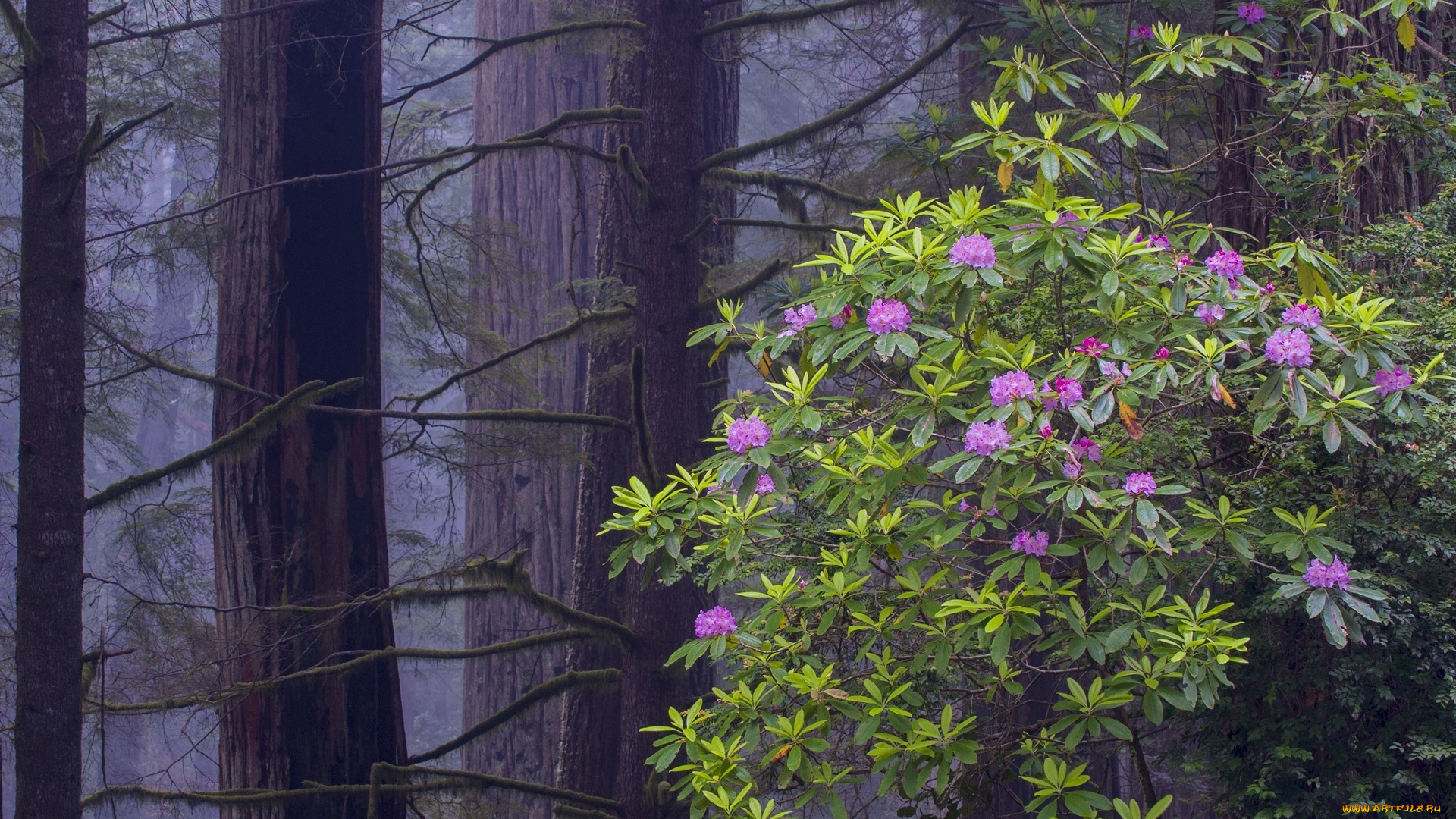 цветы, цветущие, деревья, , , кустарники, лес, деревья, куст, цветение, туман