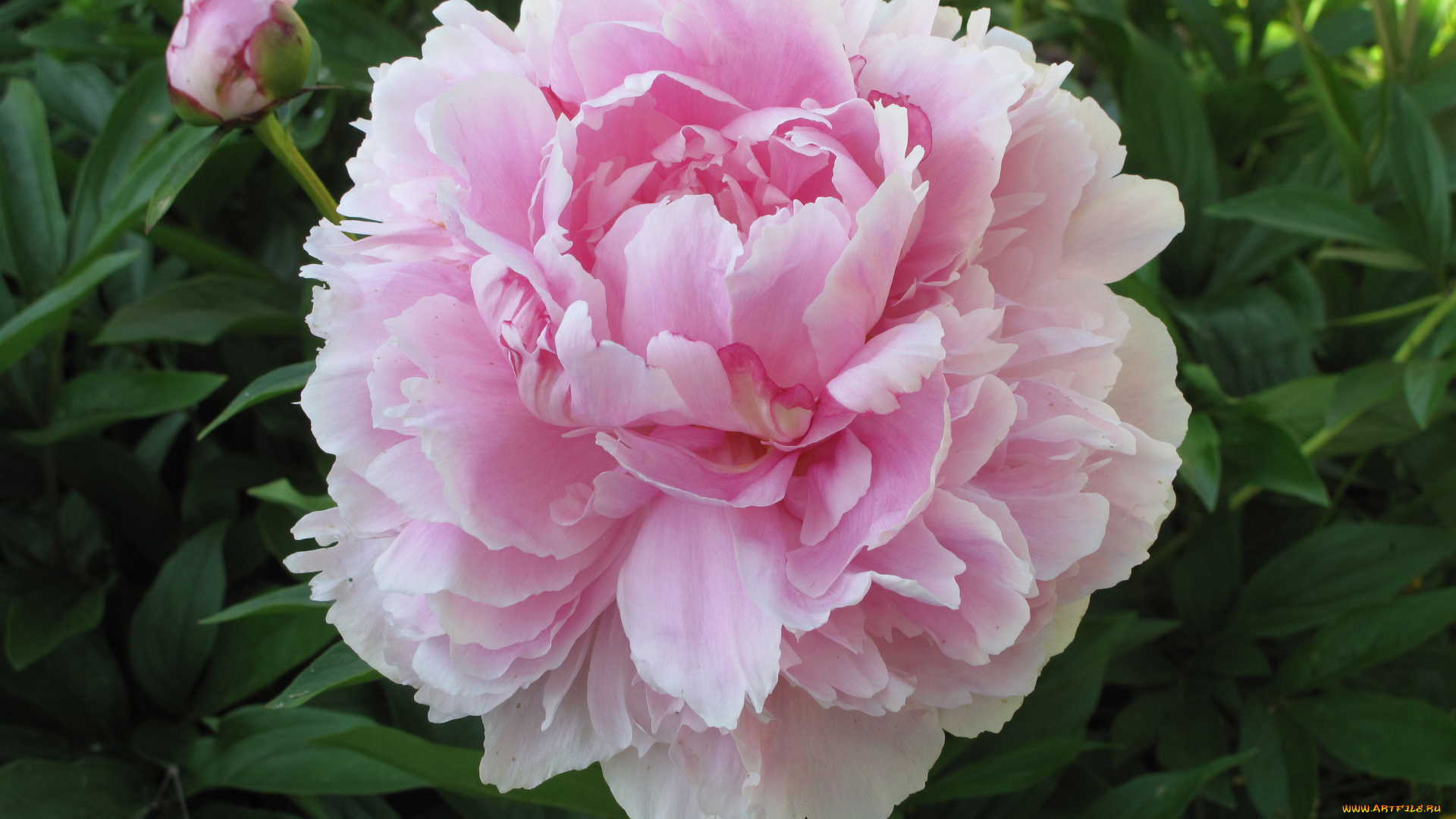 цветы, пионы, пион, розовый, бутоны