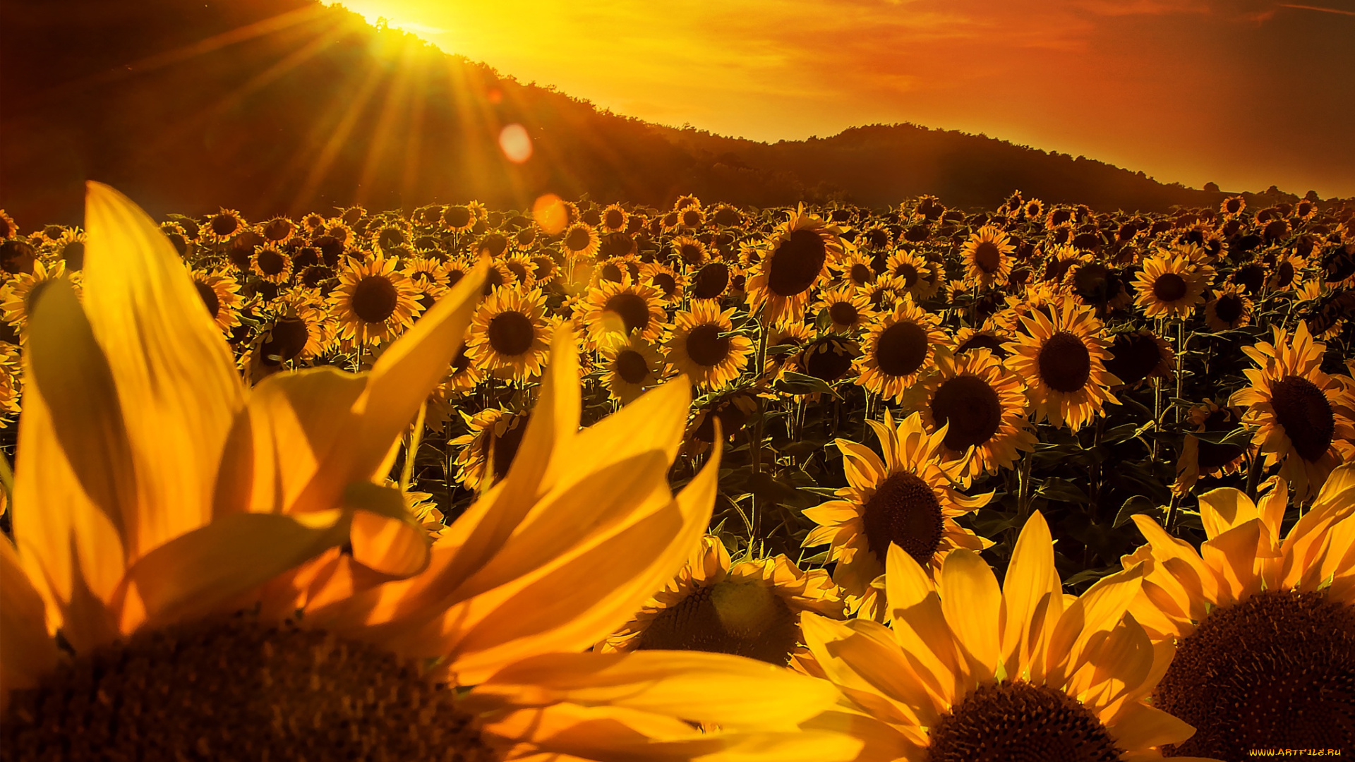 цветы, подсолнухи, деревья, лучи, солнца, желтые, небо, поле, холмы