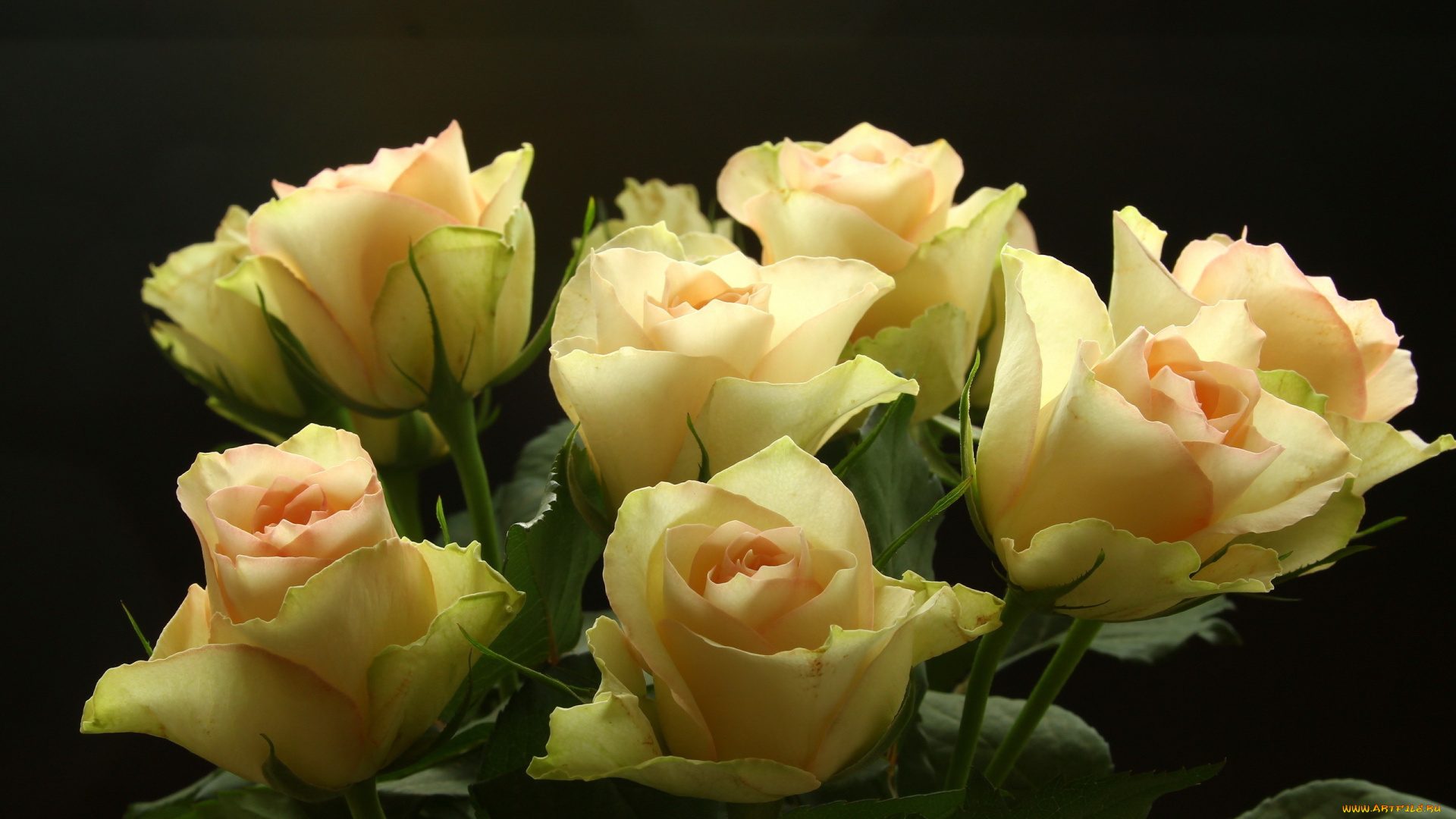 цветы, розы, букет