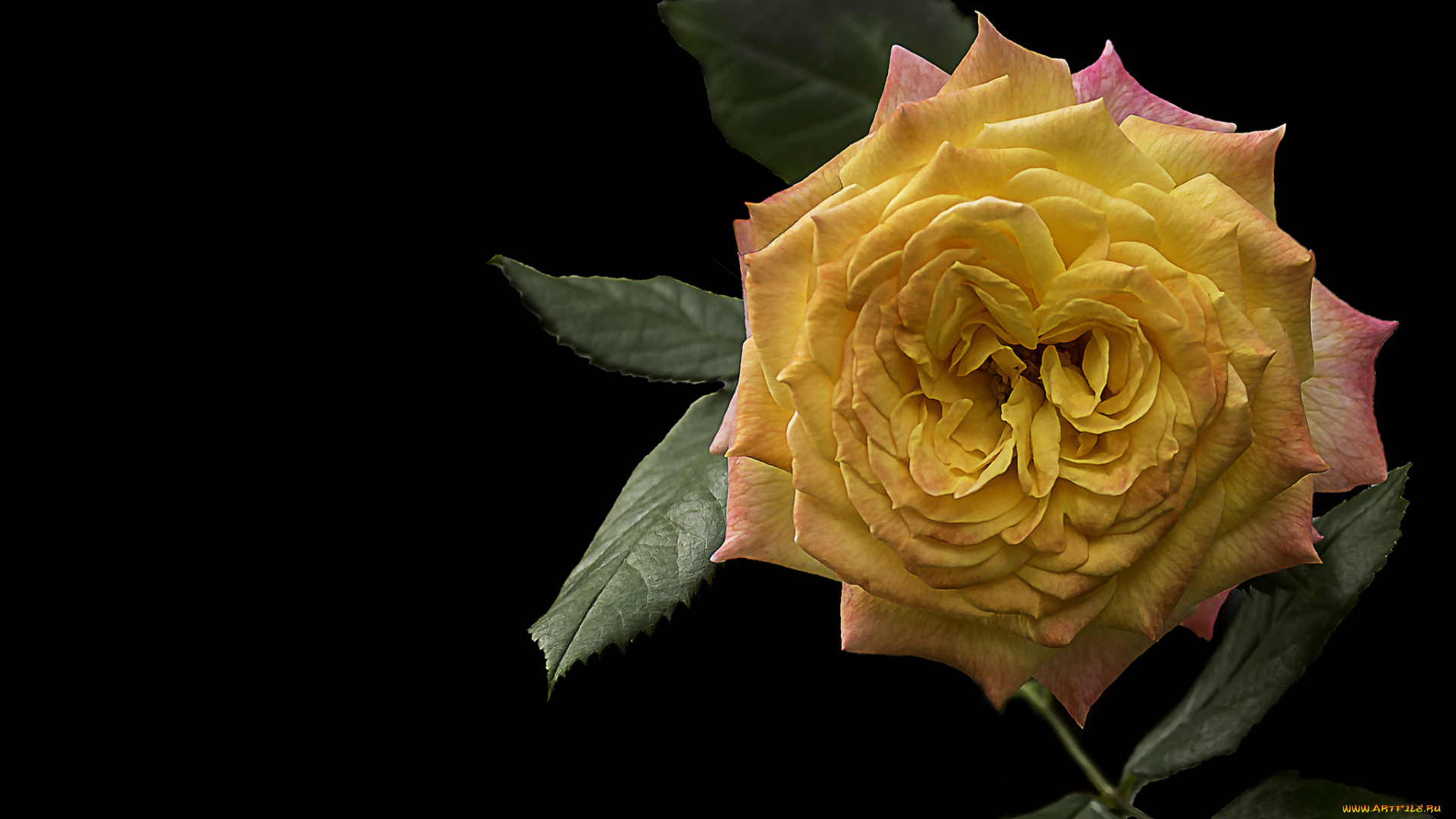 цветы, розы, бутон, лепестки