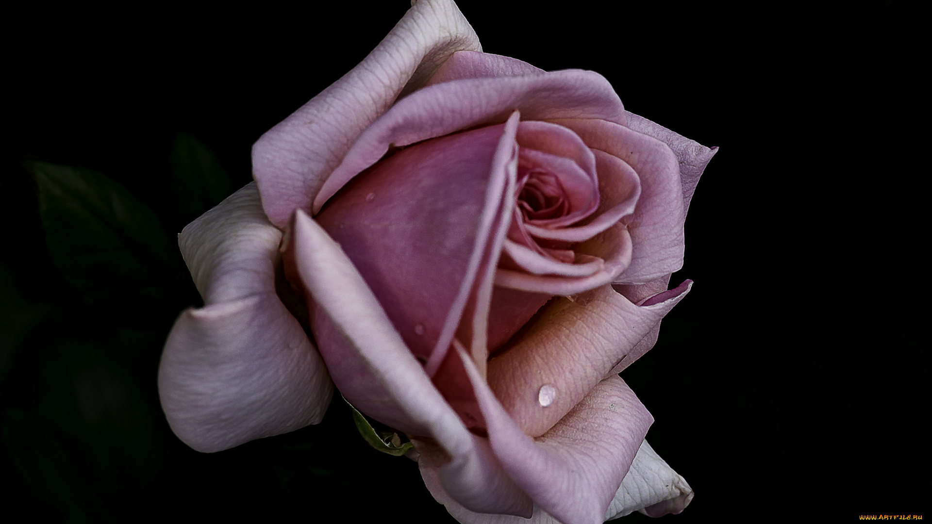 цветы, розы, бутон, лепестки