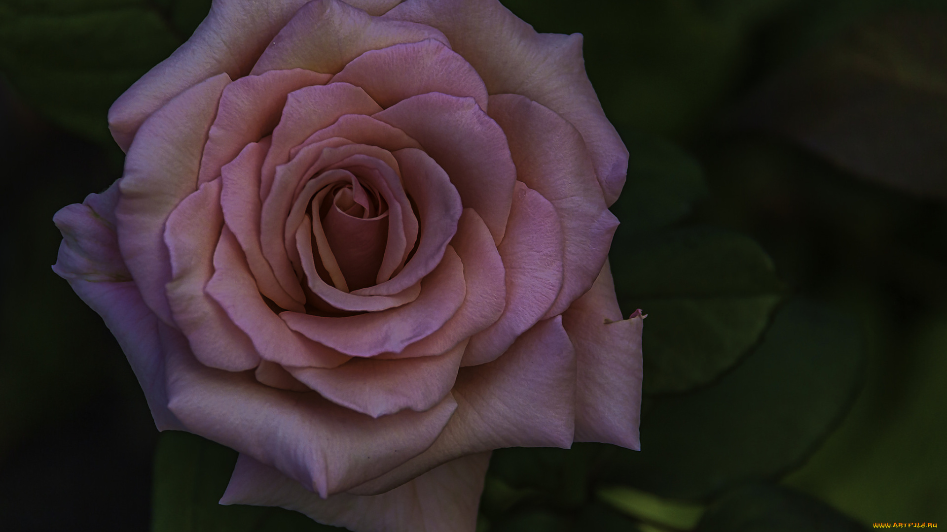 цветы, розы, бутон, лепестки