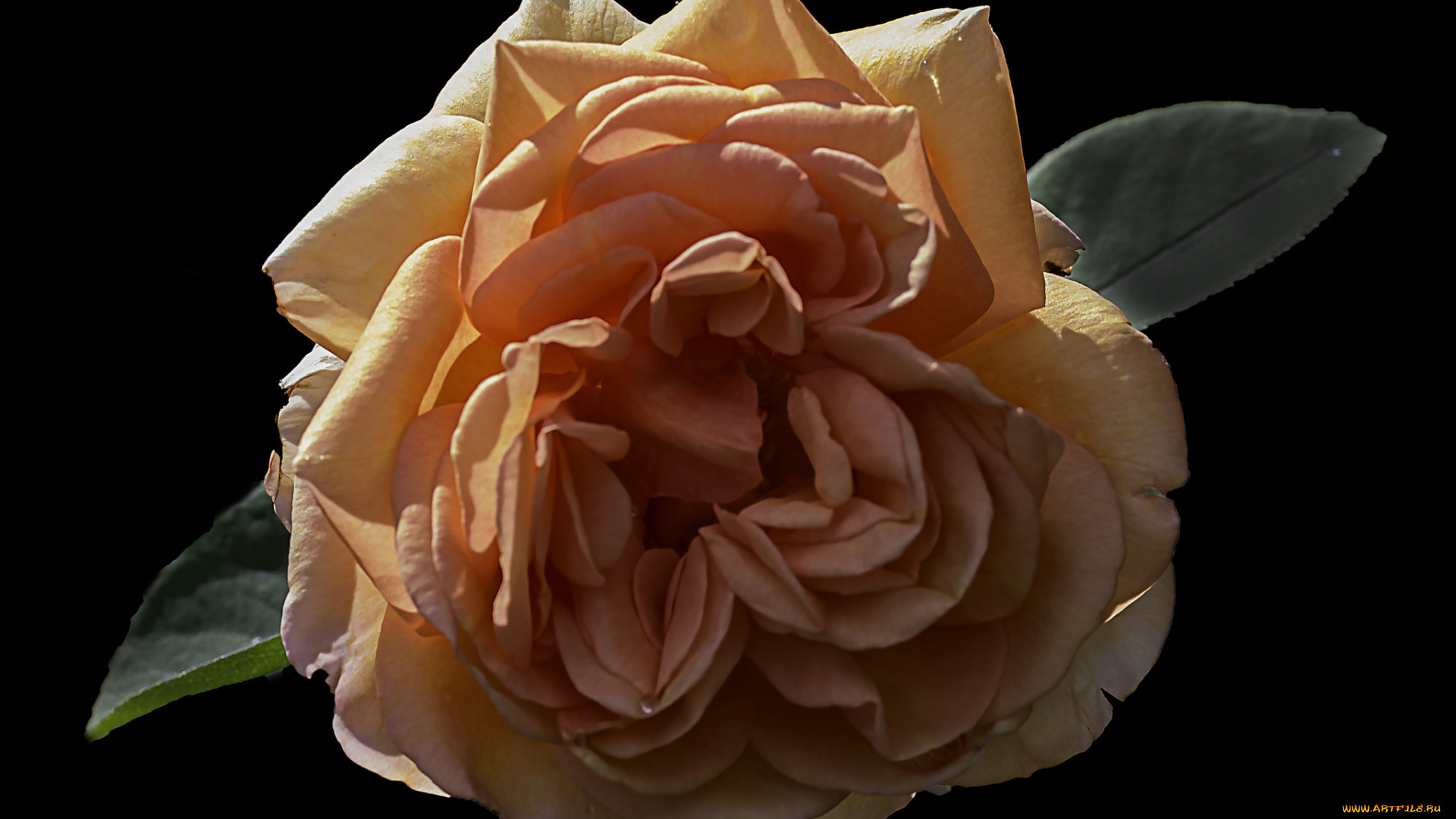 цветы, розы, бутон, лепестки